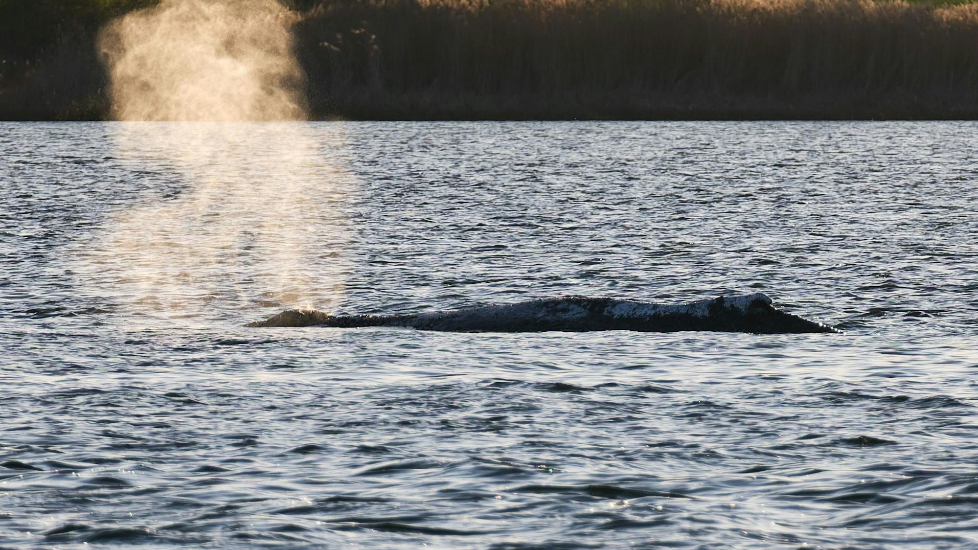 Der Buckelwal liegt vor der Insel Poel an der gleichen Stelle wie am Vorabend und bläst Atemluft aus.