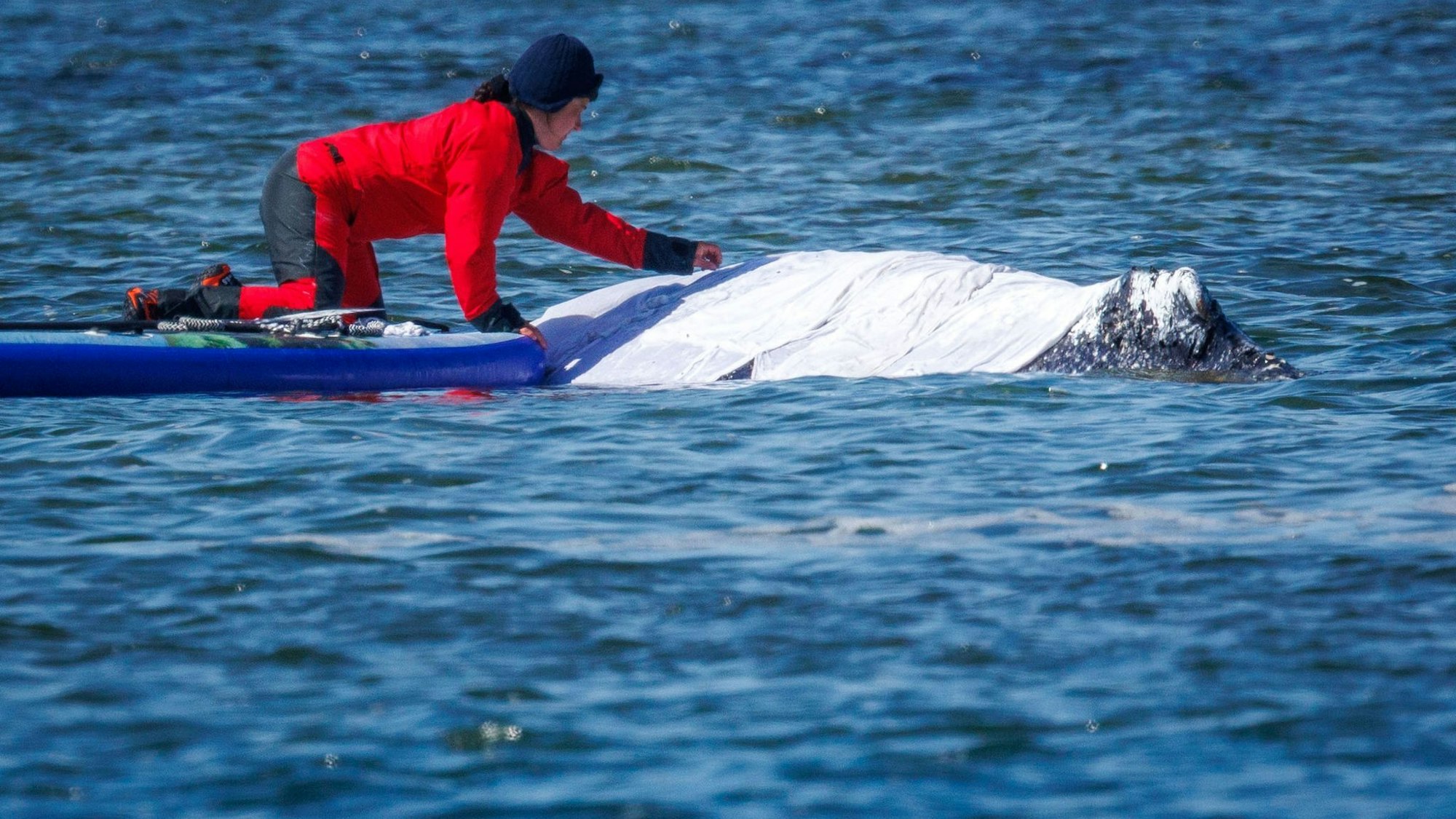 Buckelwal in der Ostsee