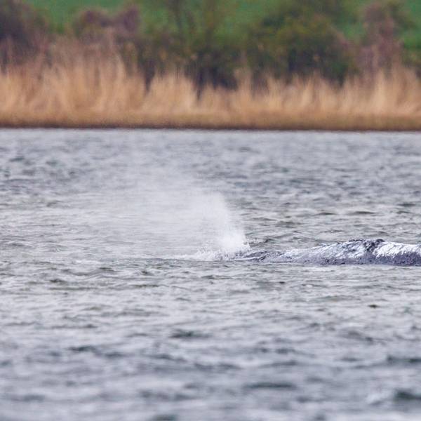 Der Buckelwal „Timmy“ liegt in einer ausgespülten Wanne vor der Insel Poel in der Ostsee.