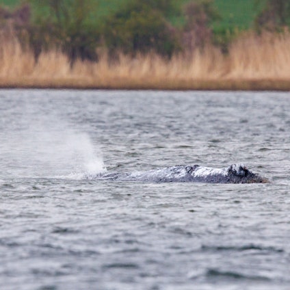 Der Buckelwal „Timmy“ liegt in einer ausgespülten Wanne vor der Insel Poel in der Ostsee.
