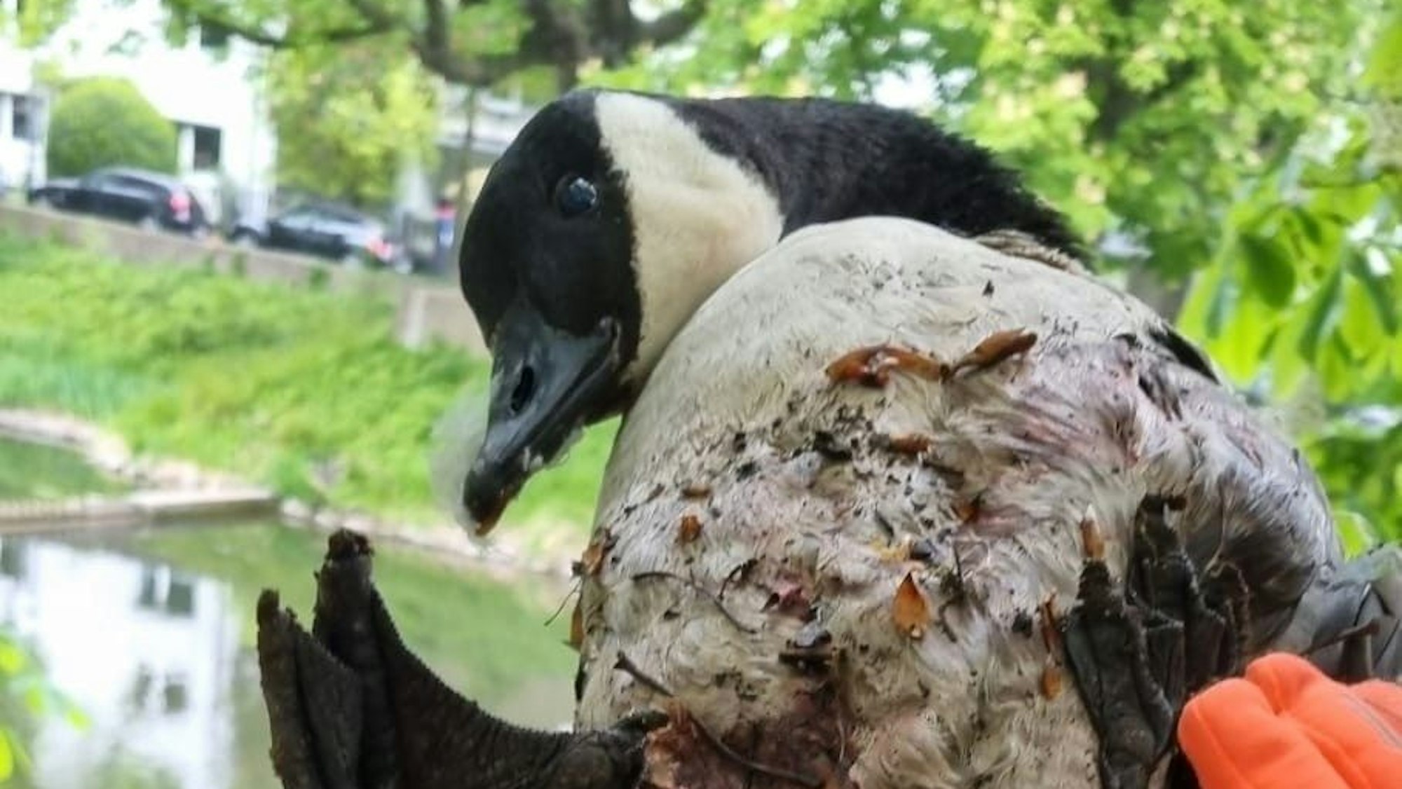 Eine Person hält eine Gans mit blutigem Gefieder fest.