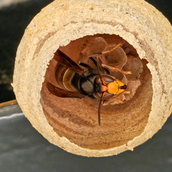 In einem runden Nest sitzt eine Königin der Asiatischen Hornisse.