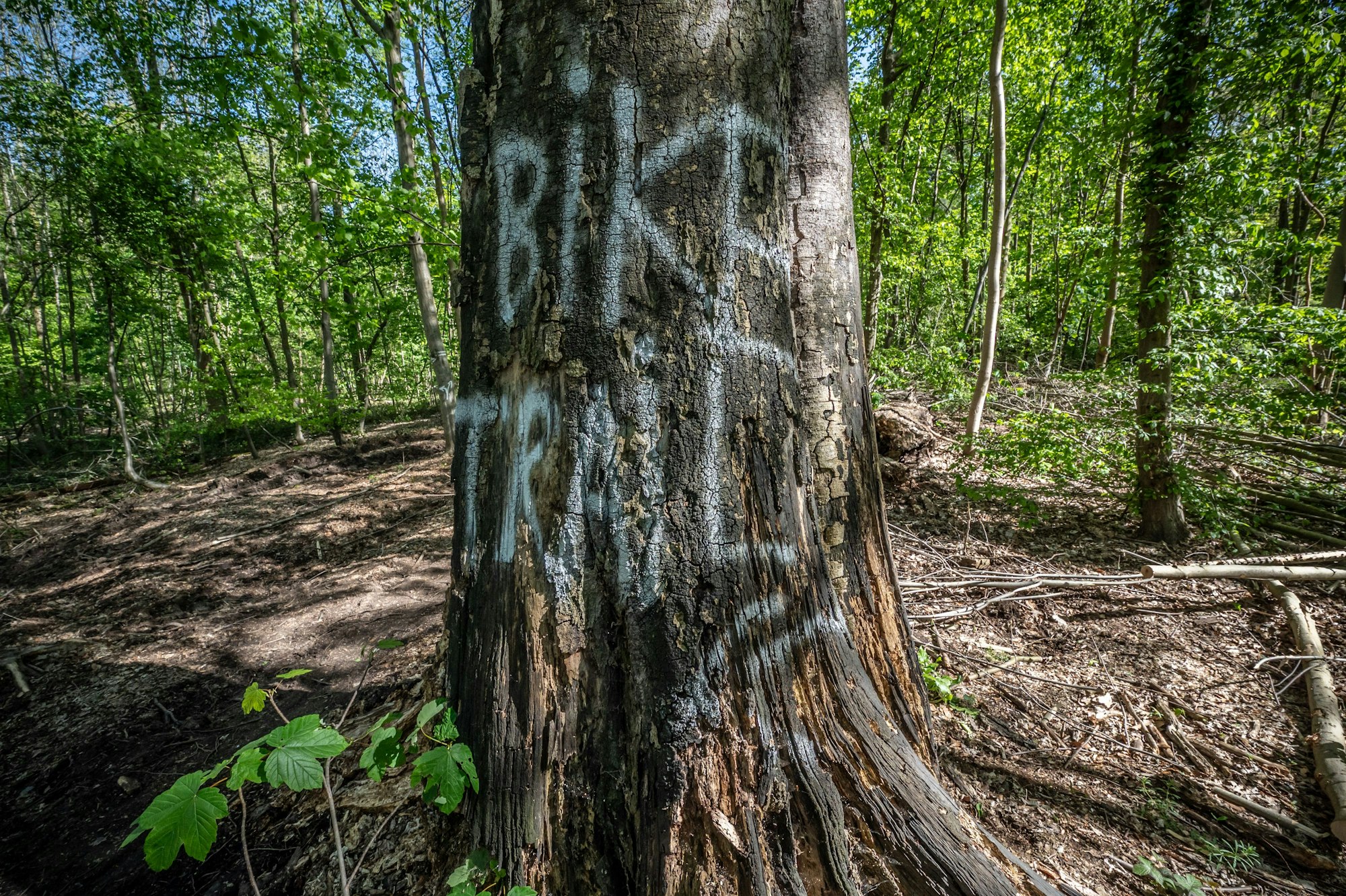 Fahrradstrecke im Wald bei Morsbroich für Mountainbiker. Bild: Ralf Krieger