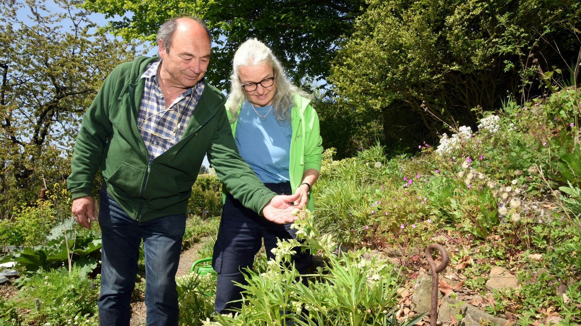 Eine Frau und ein Mann betrachten eine Staude.