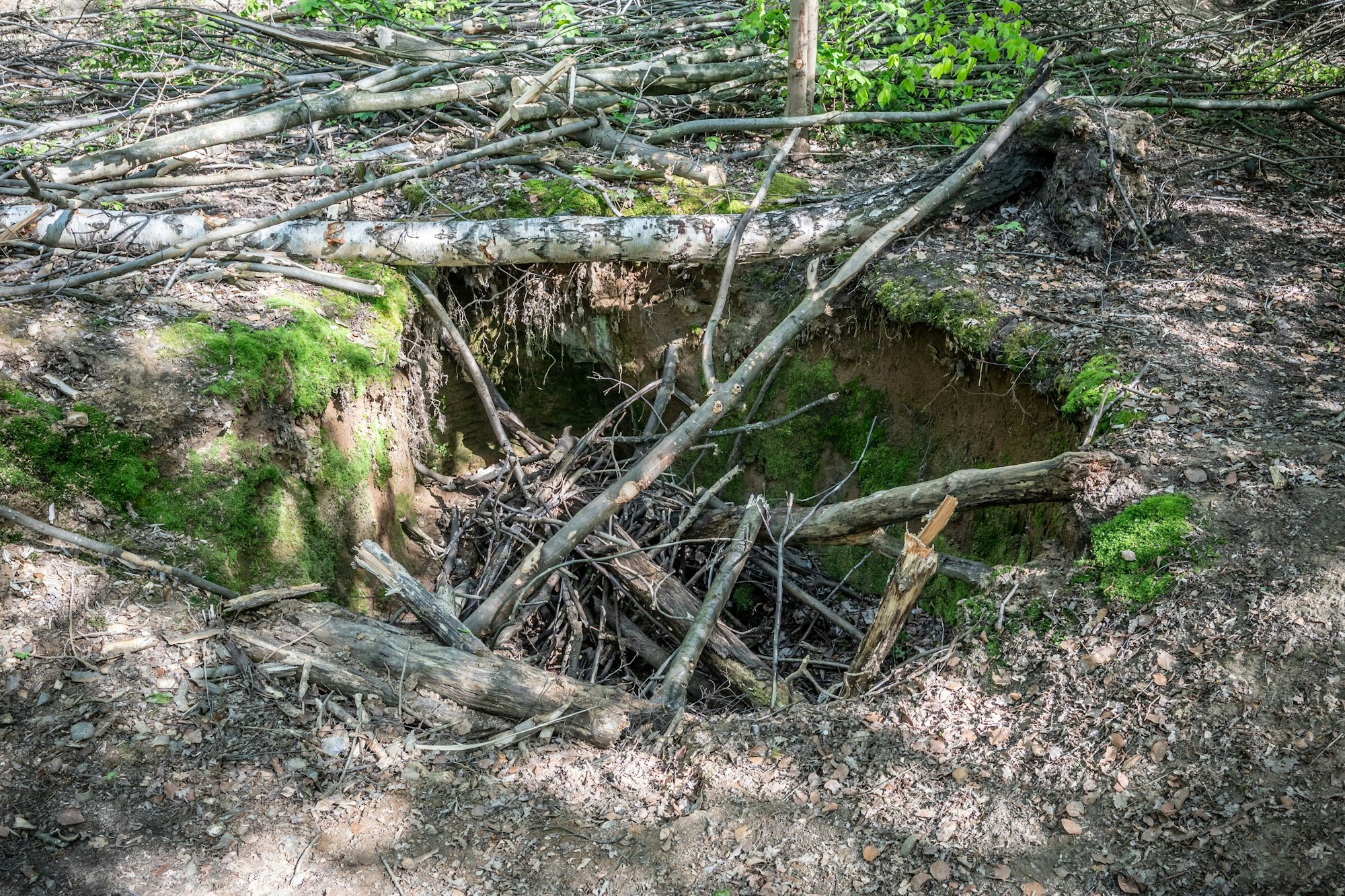 In diese ältere Grube wurden Äste geworfen.
