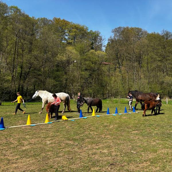 Die Kinder führen die Pferde selbstbewusst über die Wiese.