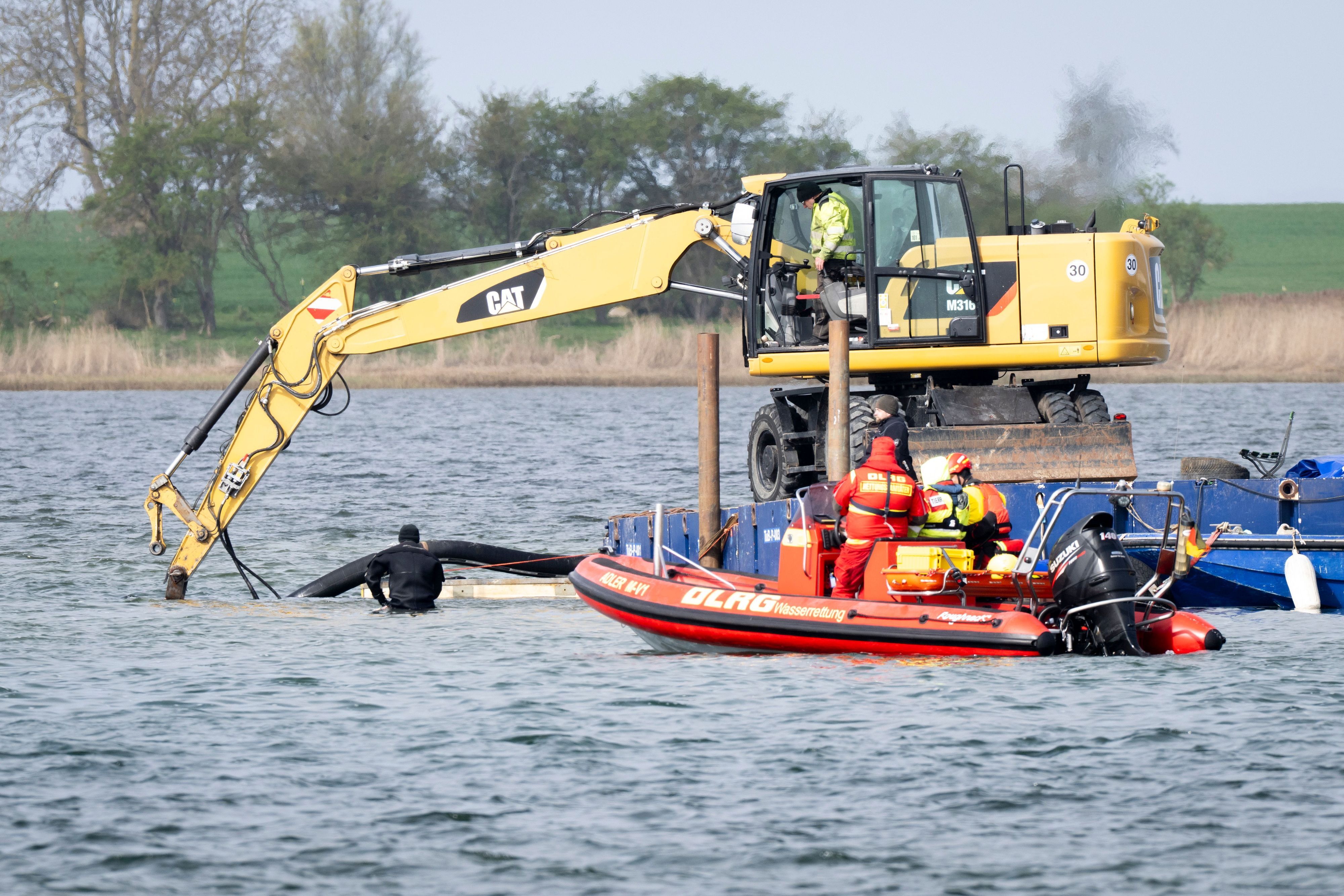 Ein Bagger gräbt eine Rinne für den vor mehr als drei Wochen bei Wismar gestrandeten Buckelwal. Der Aufwand für die Rettung des Tiers ist immens.
