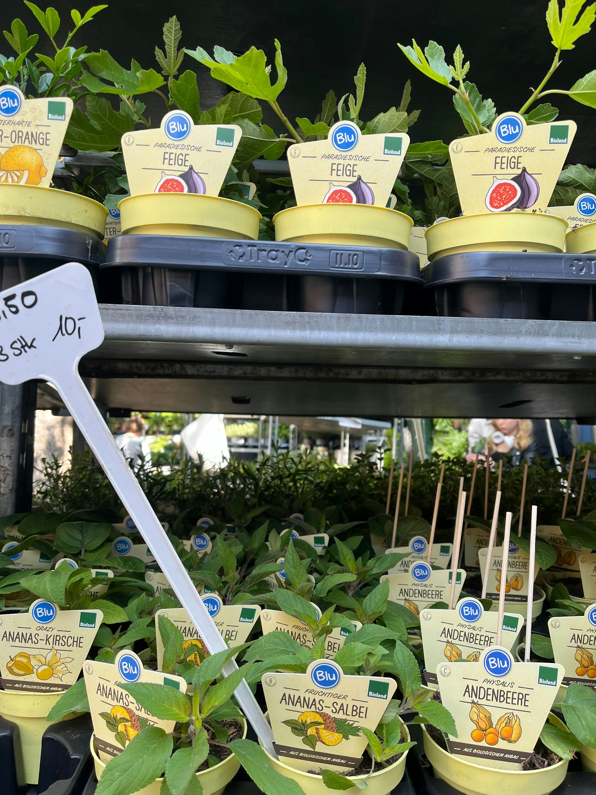 Sommer für Zuhause im Pflanztopf.