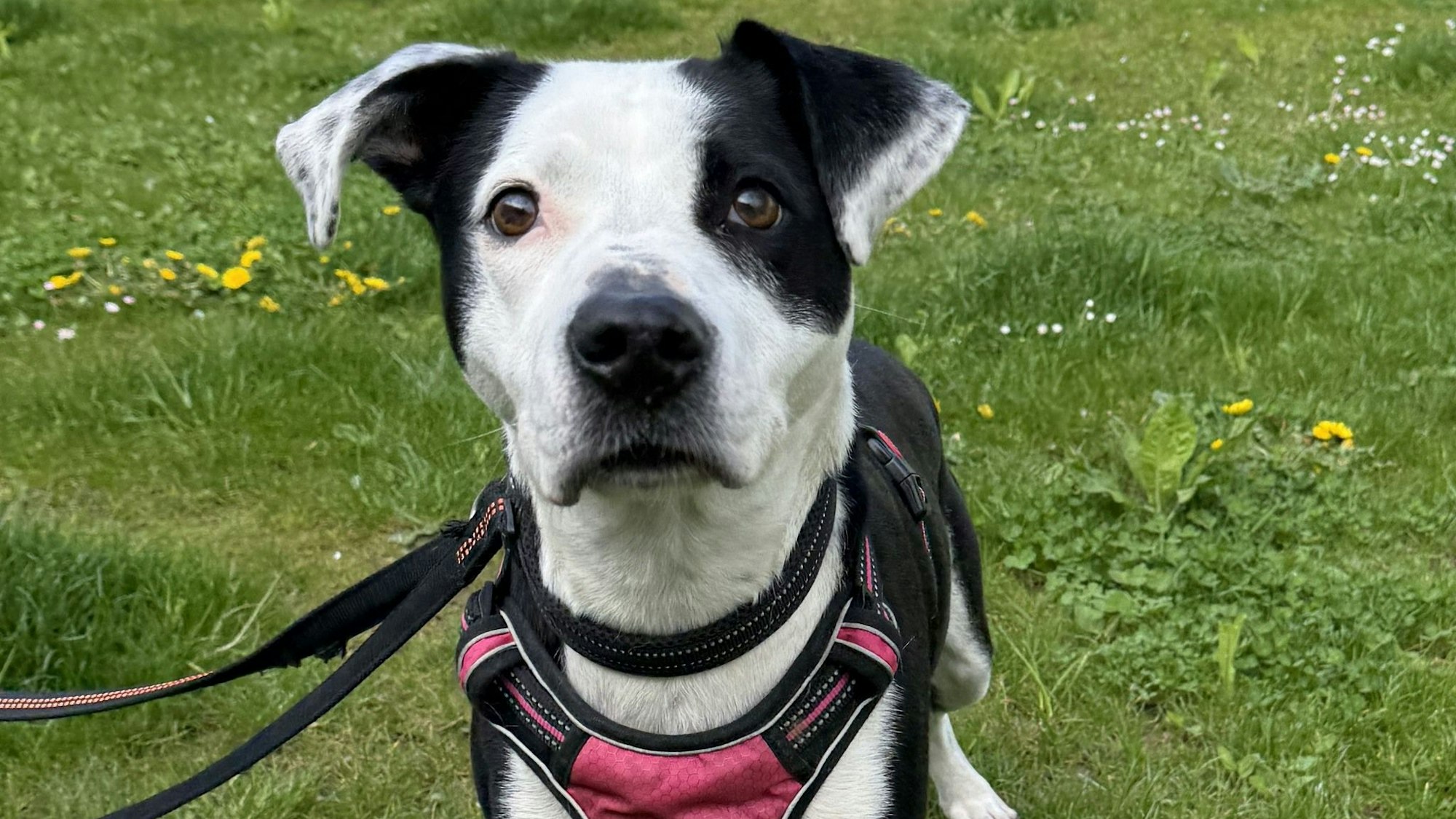 Nele such ein neues Zuhause.