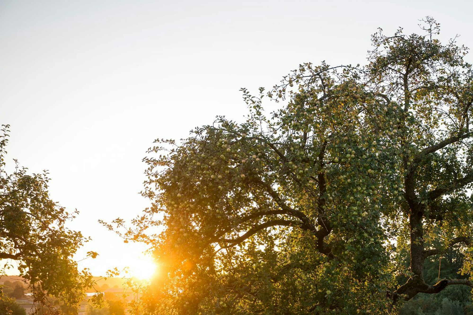 Sonnenaufgang über einer Streuobstwiese