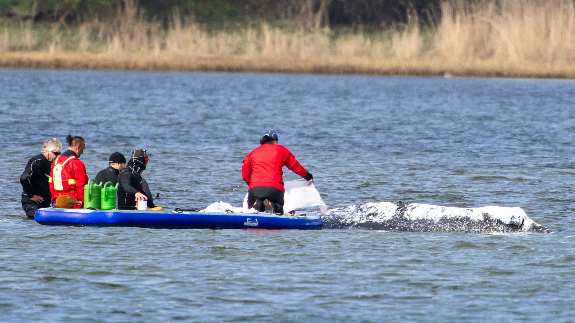 Ein privater Rettungsversuch für den Wal dauert weiterhin an. Das Leidensweg des 13,5 Meter langen Buckelwals begann Ende März 2026, als er in der Nähe der Stadt Lübeck auf einer Sandbank festsaß. Zunächst konnte er sich befreien, strandete jedoch weiter östlich an der deutschen Küste erneut. Anfang April 2026 erklärten Behördenvertreter, sie gingen davon aus, dass das Tier sterben werde, da es durch seine Odyssee zu geschwächt sei, um zu überleben und den Weg zurück in seinen natürlichen Lebensraum im Atlantik zu finden.Helpers are seen standing in the shallow water close to a stranded humpback whale as one of them covers the animal with blankets to protect its skin in the Wismarer Bucht bay of the Baltic Sea off the island of Poel, northern Germany, on April 24, 2026. A private rescue attempt for the whale still goes on. The 13.5-metre (44-foot) humpback whale's ordeal first began in late March 2026 when it was spotted stuck on a sandbank near the city of Luebeck. It first freed itself only to become stuck again further east along the German coast. Earlier in April 2026 officials said they expected the animal to die, saying it had been too weakened by the odyssey to survive and make its way back to its natural habitat in the Atlantic. Coverage of the whale's struggle for survival and efforts to rescue it have gripped the German public, with some of the press calling the animal "Timmy". (Photo by FRANK MOLTER / AFP)