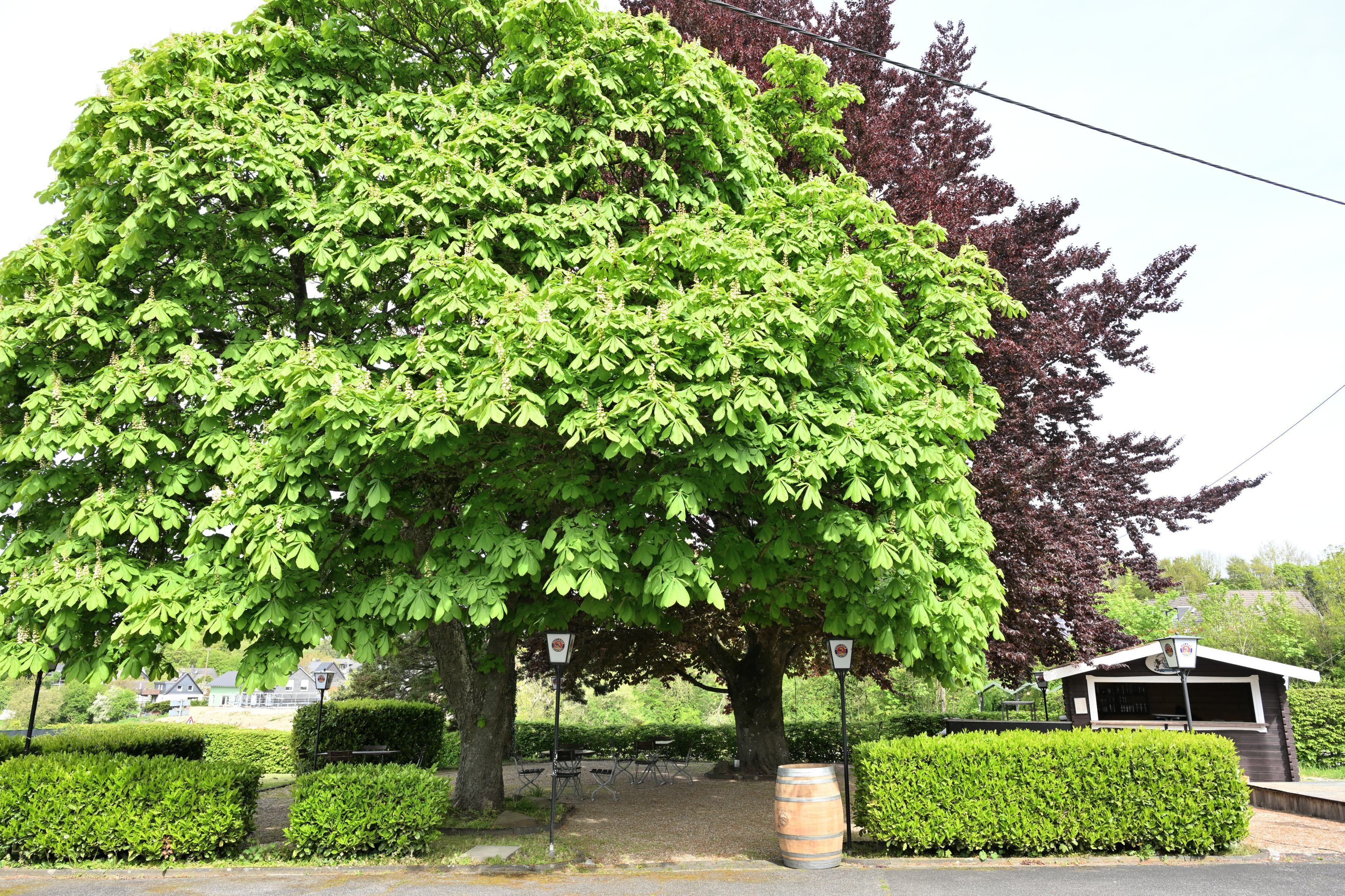 Das Foto zeigt den Weingarten