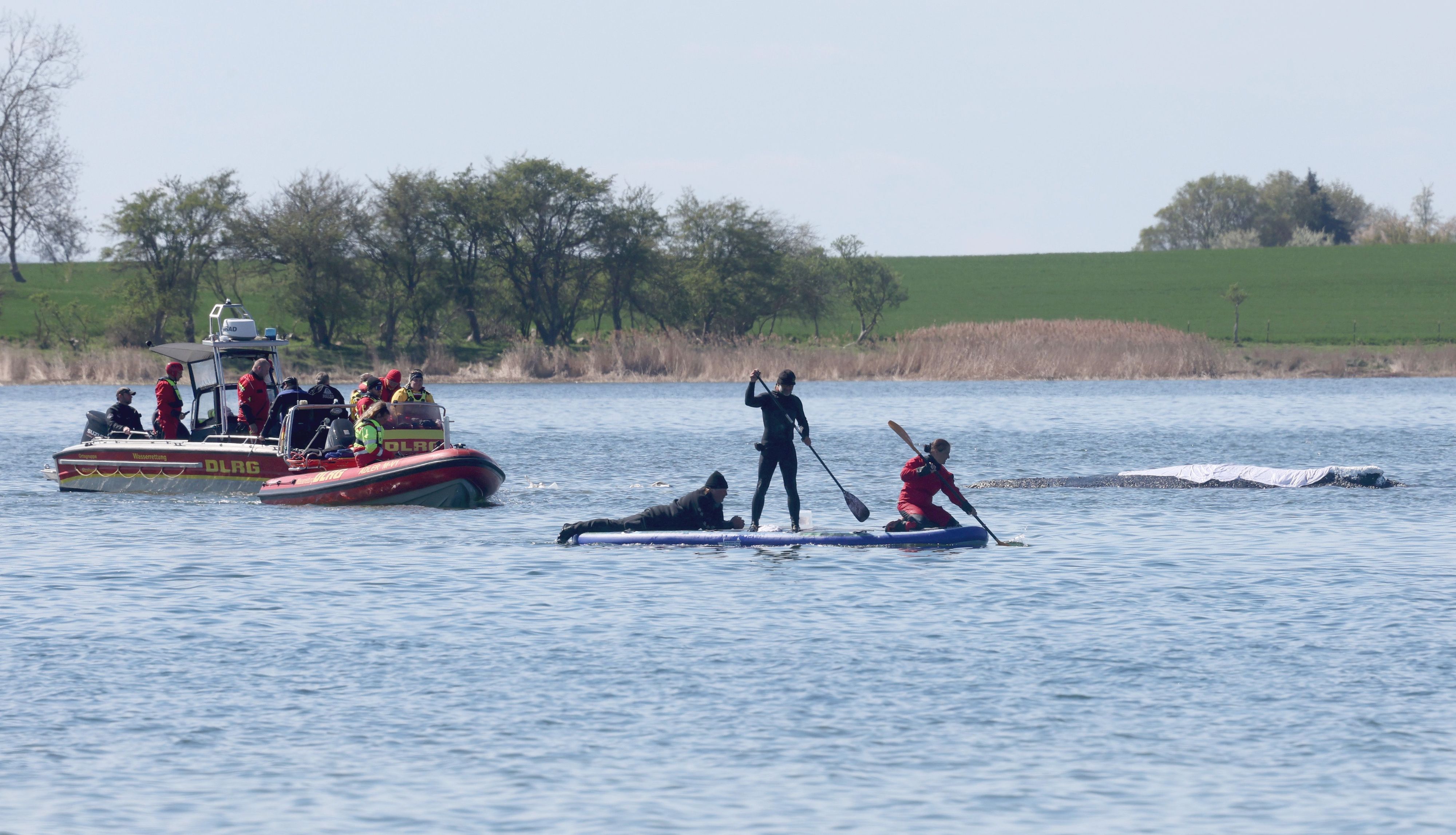 Helfer sind am gestrandeten Buckelwal „Timmy“ vor der Ostseeinsel Poel im Einsatz.