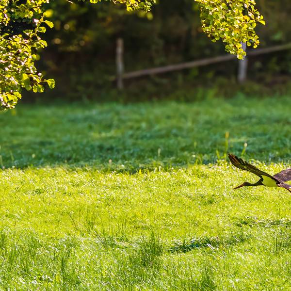 Ein Schwarzstorch fliegt über eine Wiese, durch die sich ein Bach schlängelt.