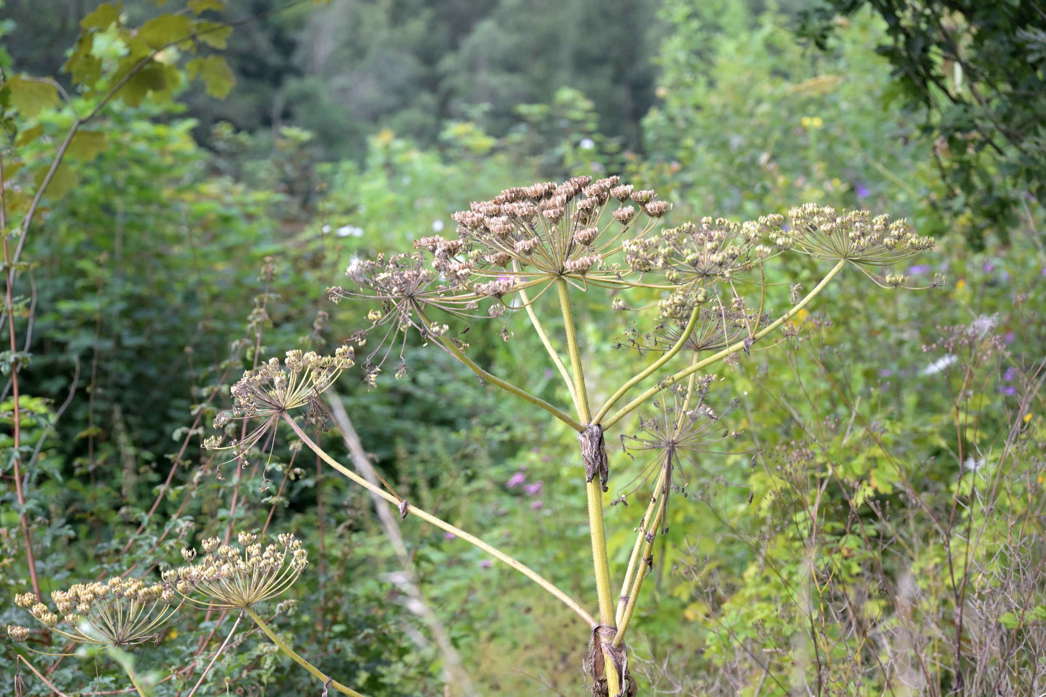 Zu sehen ist der Riesen-Bärenklau im Freien.