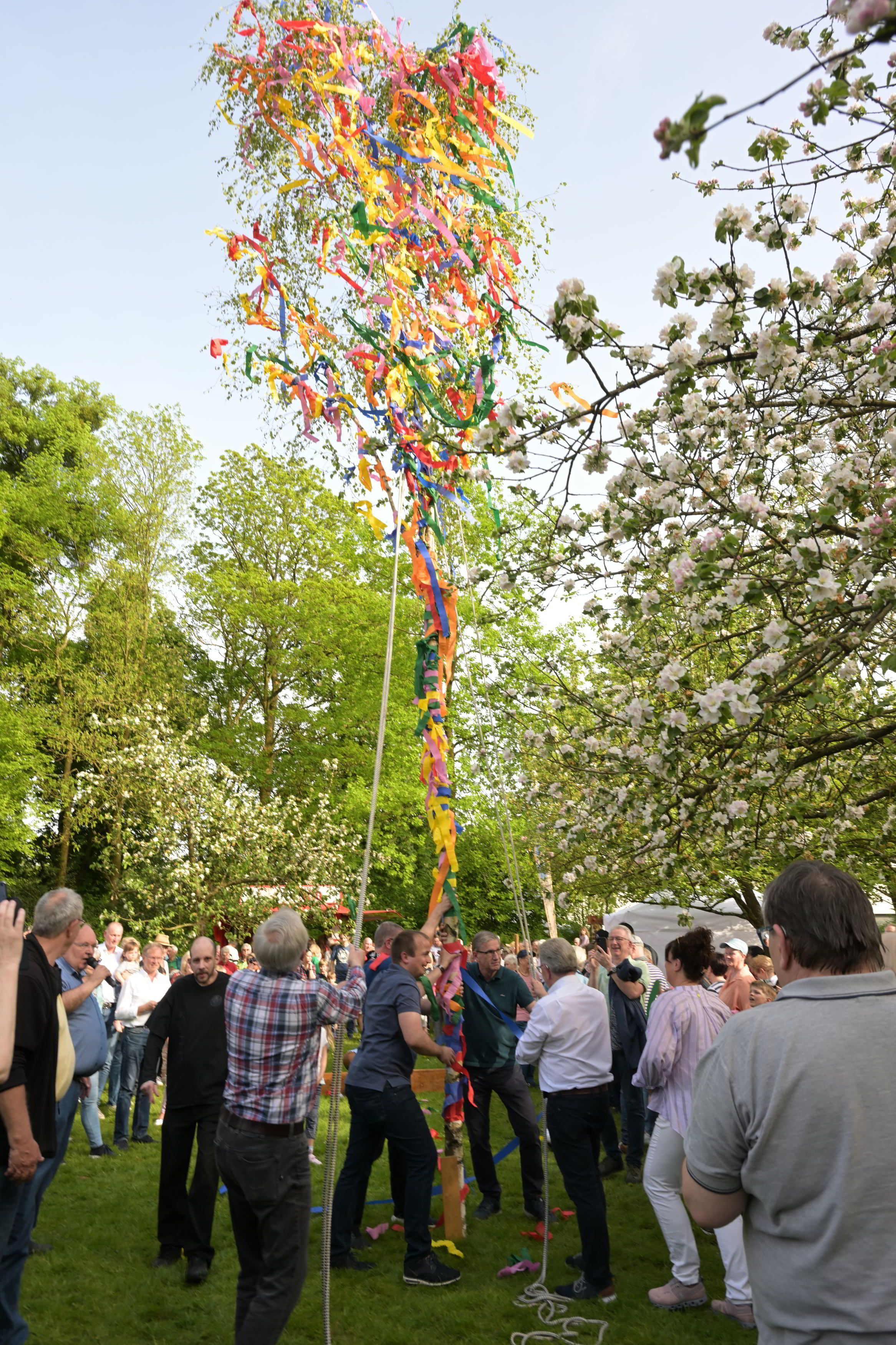 Mehrere Männer stellen einen Maibaum auf.