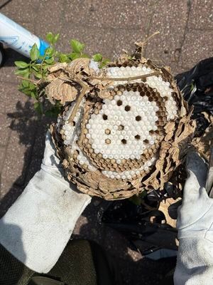 Man sieht die in Schichten angelegten Waben.