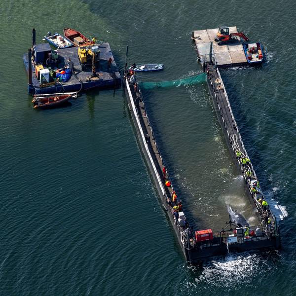 Der in der Ostsee gestrandete Buckelwal ist in dem für seinen Transport vorgesehenen Lastkahn angekommen.