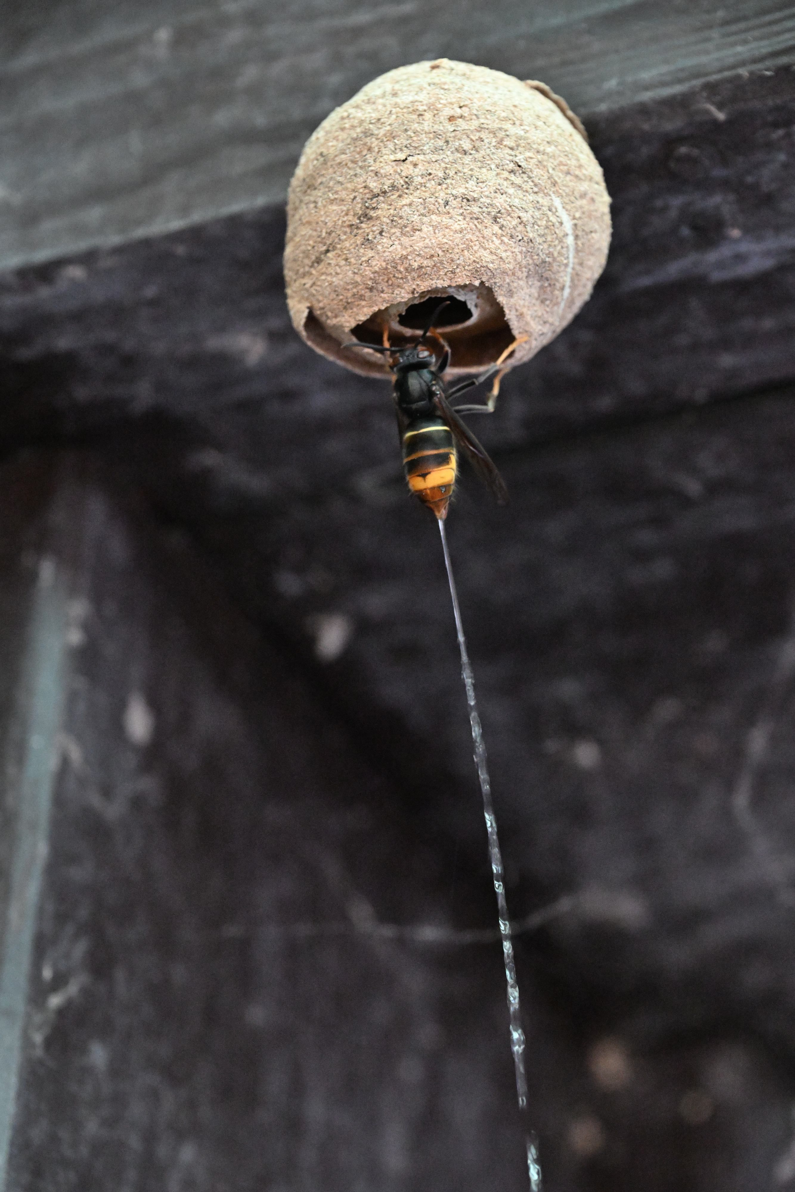 Man sieht den Giftstrahl, den die Hornissse abspritzt.