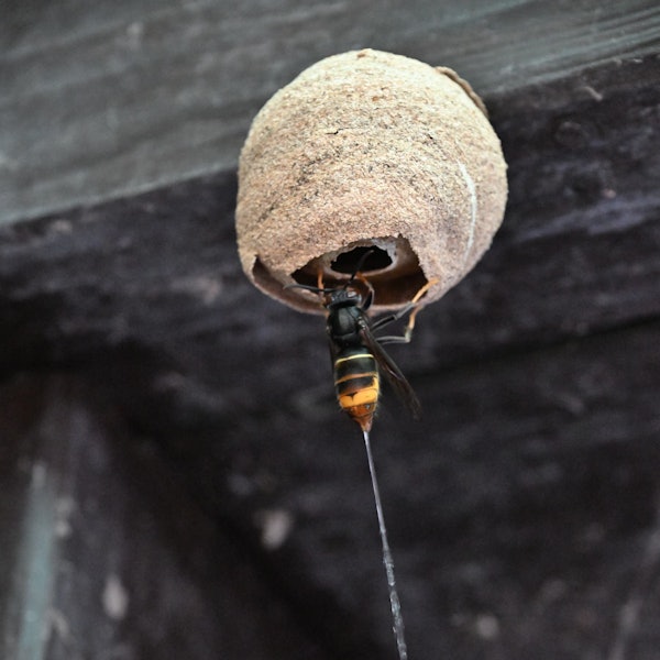 Man sieht den Giftstrahl, den die Hornissse abspritzt.