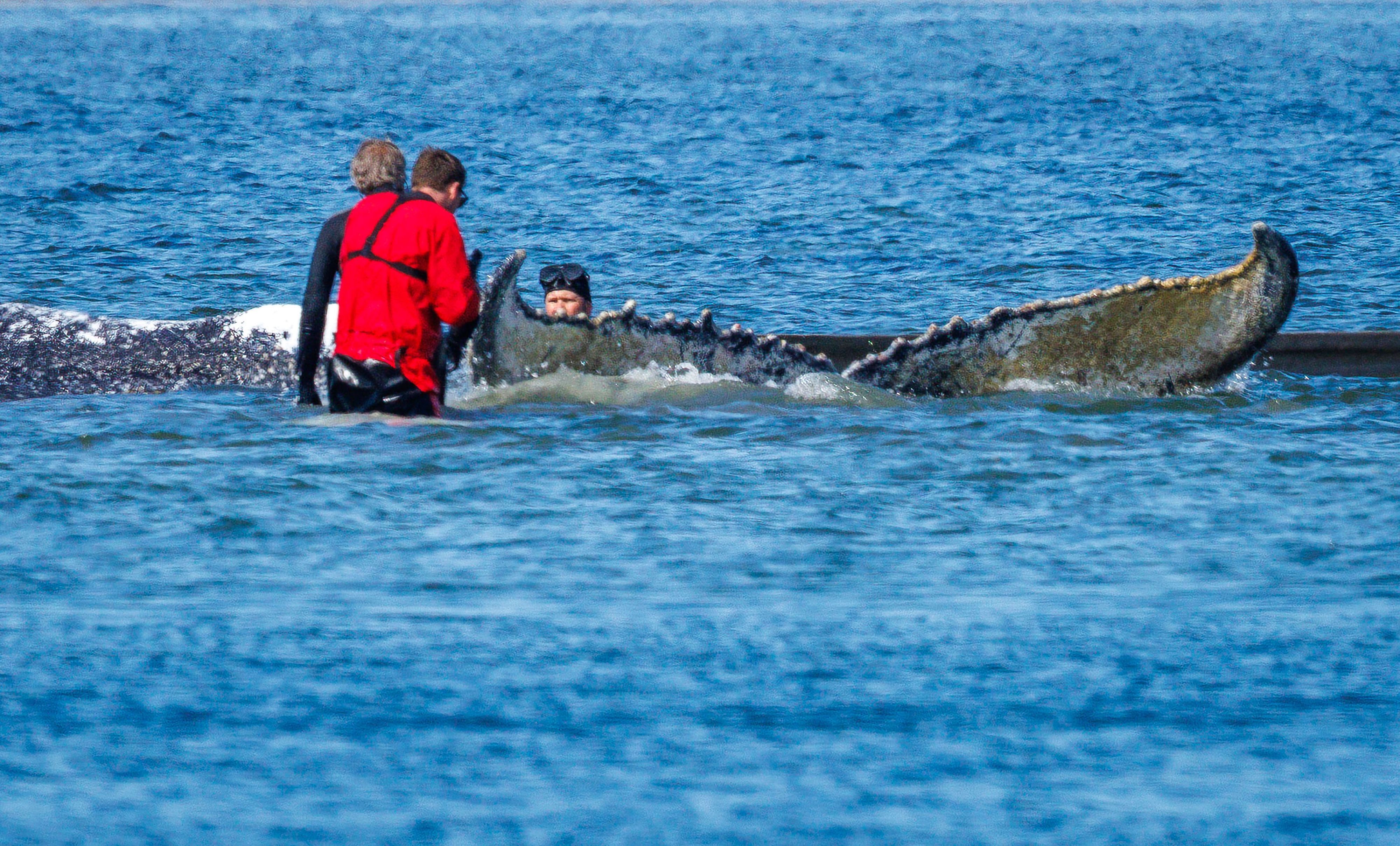 Helfer versuchen mit Gurten den gestrandeten Buckelwal vor der Insel Poel zu einem Transportschiff zu ziehen