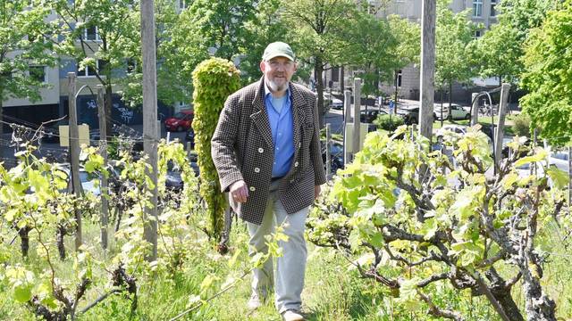 Ein Mann in kariertem Sakko und Jeans läuft durch Weinreben.