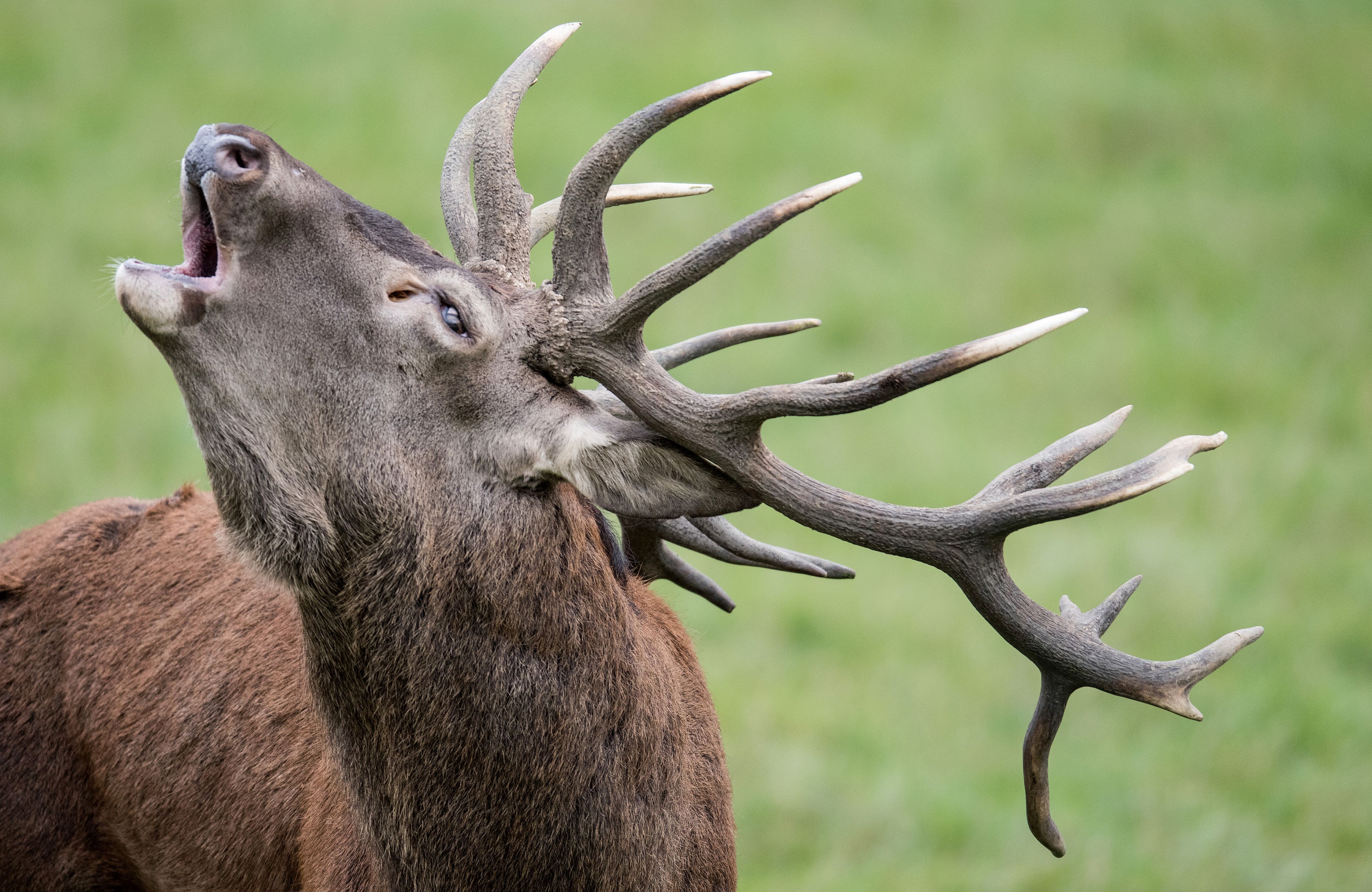 Ein Rothirsch röhrt: Die Tiere leiden zunehmend unter genetischer Verarmung.
