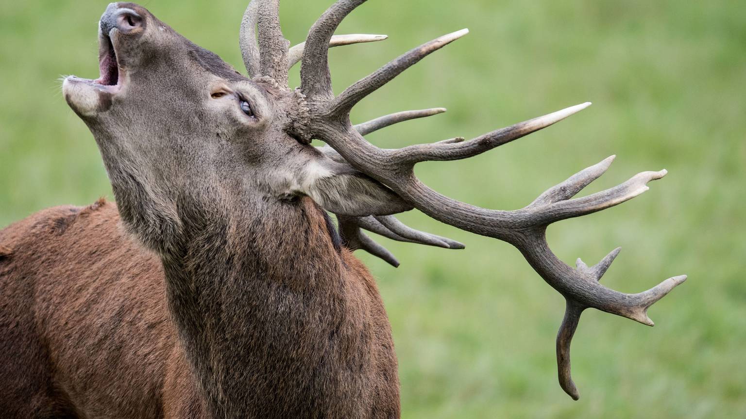 Ein Rothirsch röhrt: Die Tiere leiden zunehmend unter genetischer Verarmung.