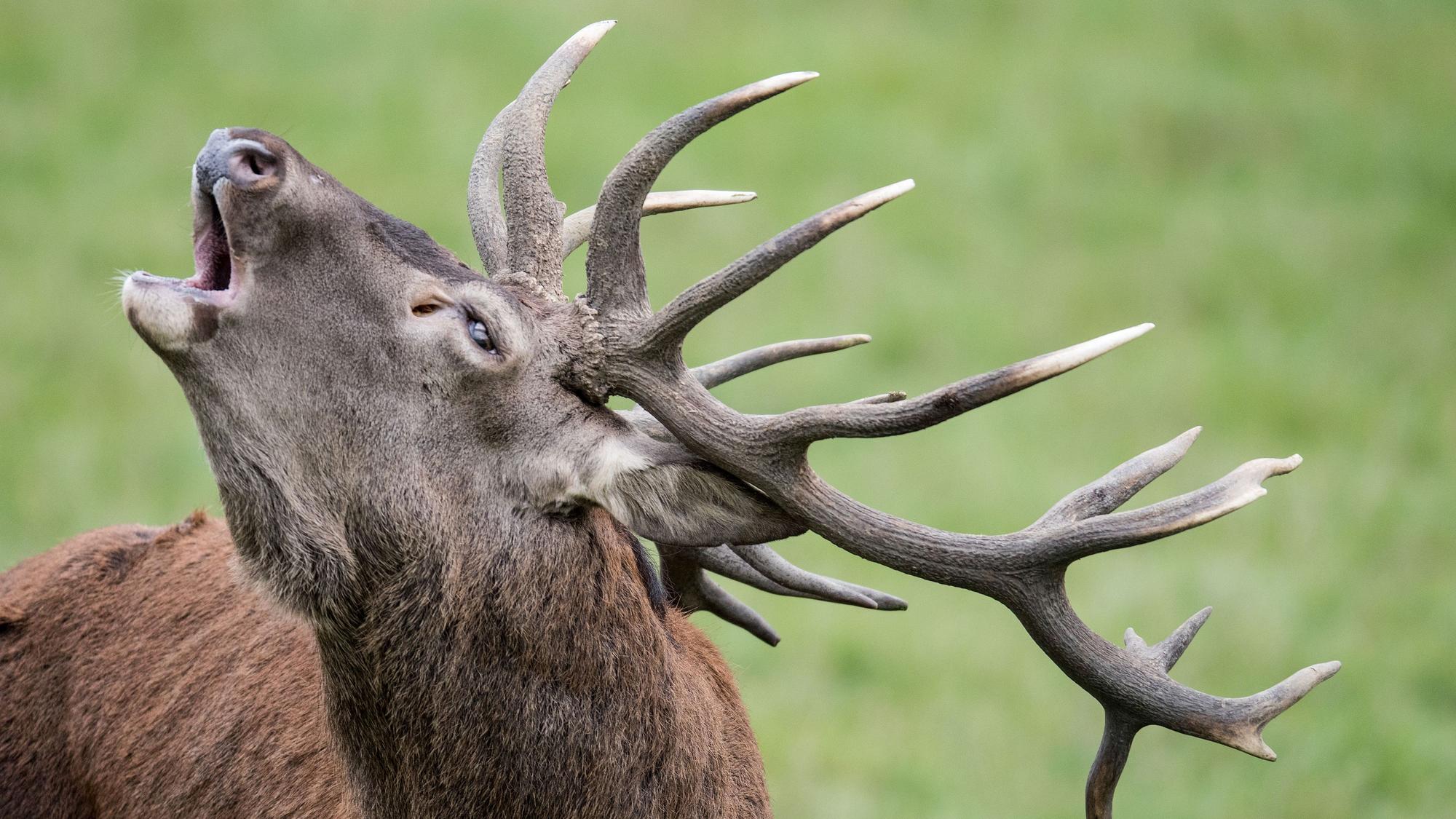 Ein Rothirsch röhrt: Die Tiere leiden zunehmend unter genetischer Verarmung.