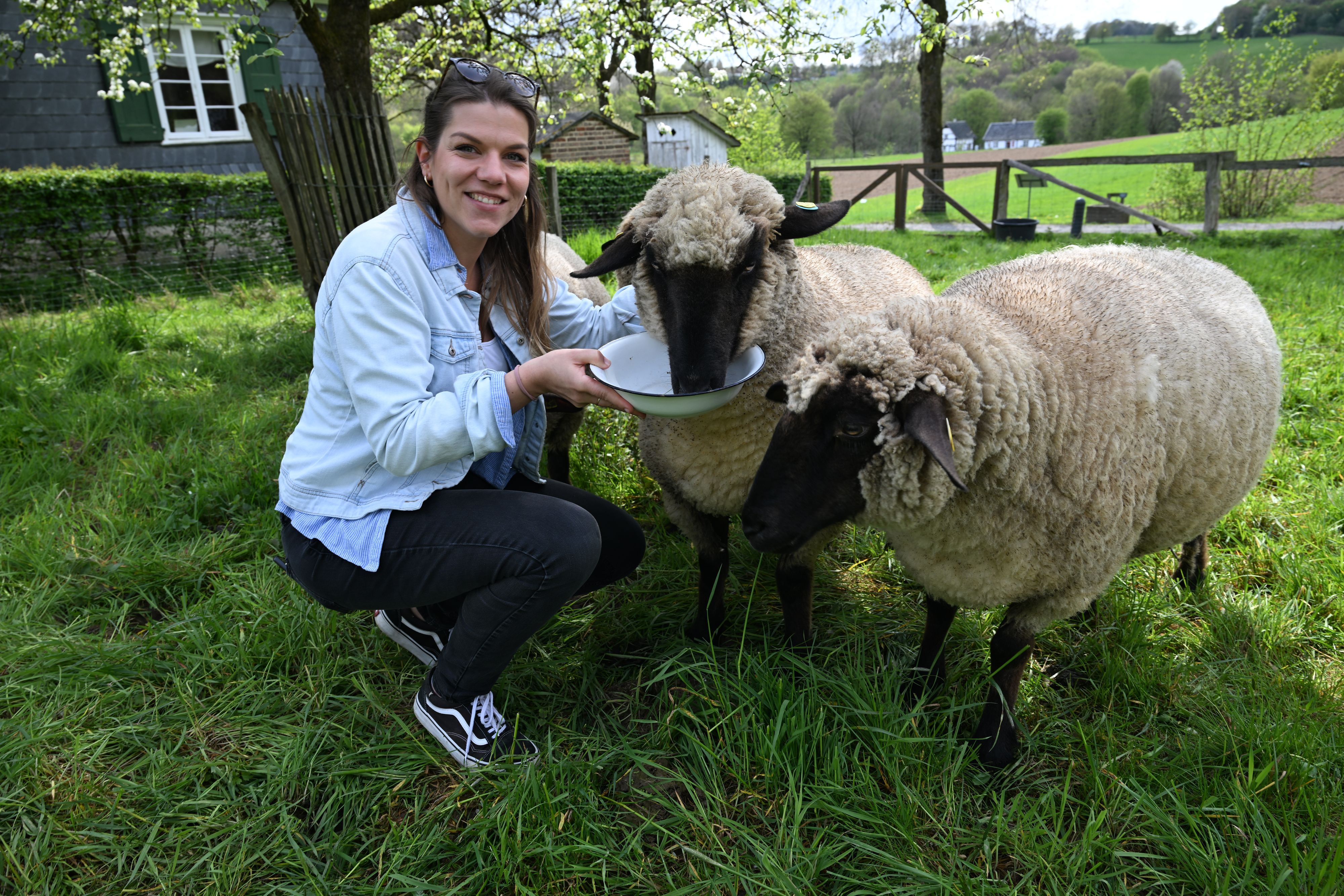 Mit Leckereien sind die Schafe immer zu locken, wie Museums-Mitarbeiterin Marie Kramm hier zeigt.