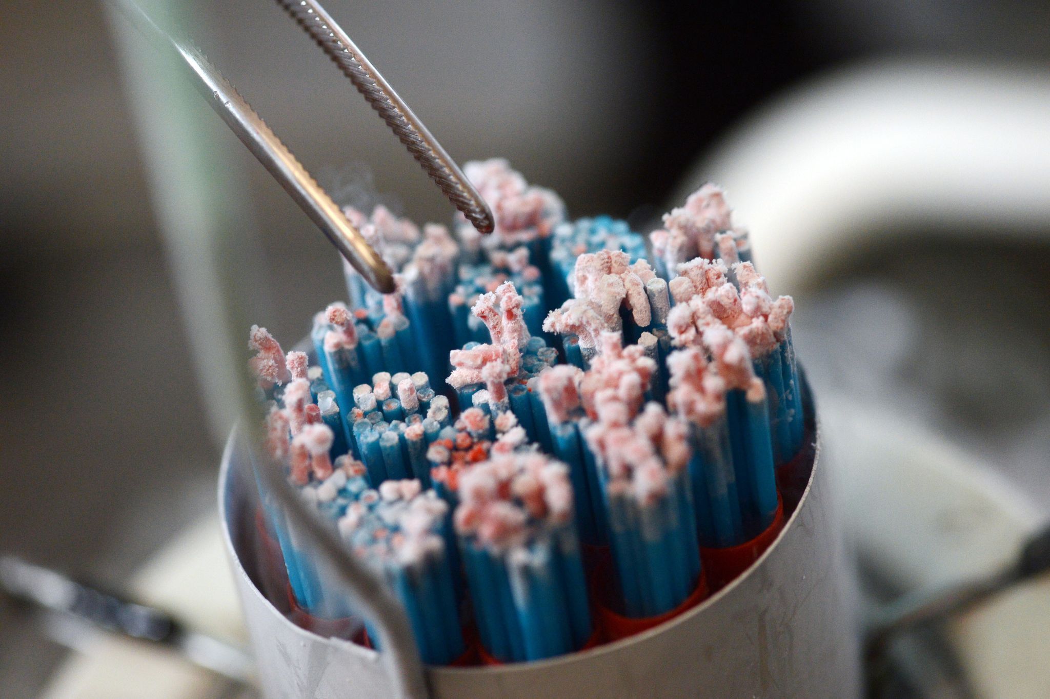 Samenspenden werden aus einem Kühlbehälter entnommen