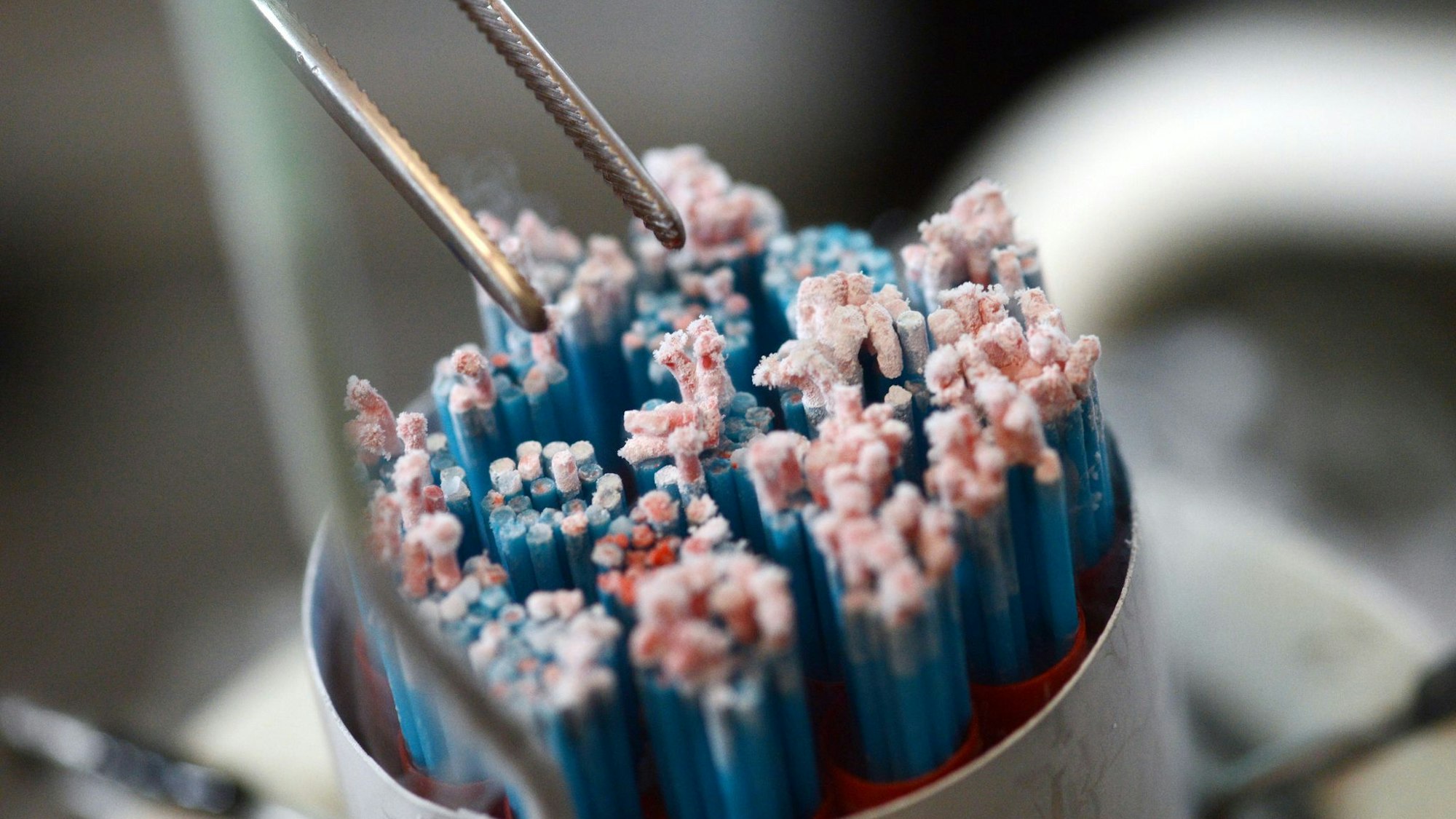 Samenspenden werden aus einem Kühlbehälter entnommen