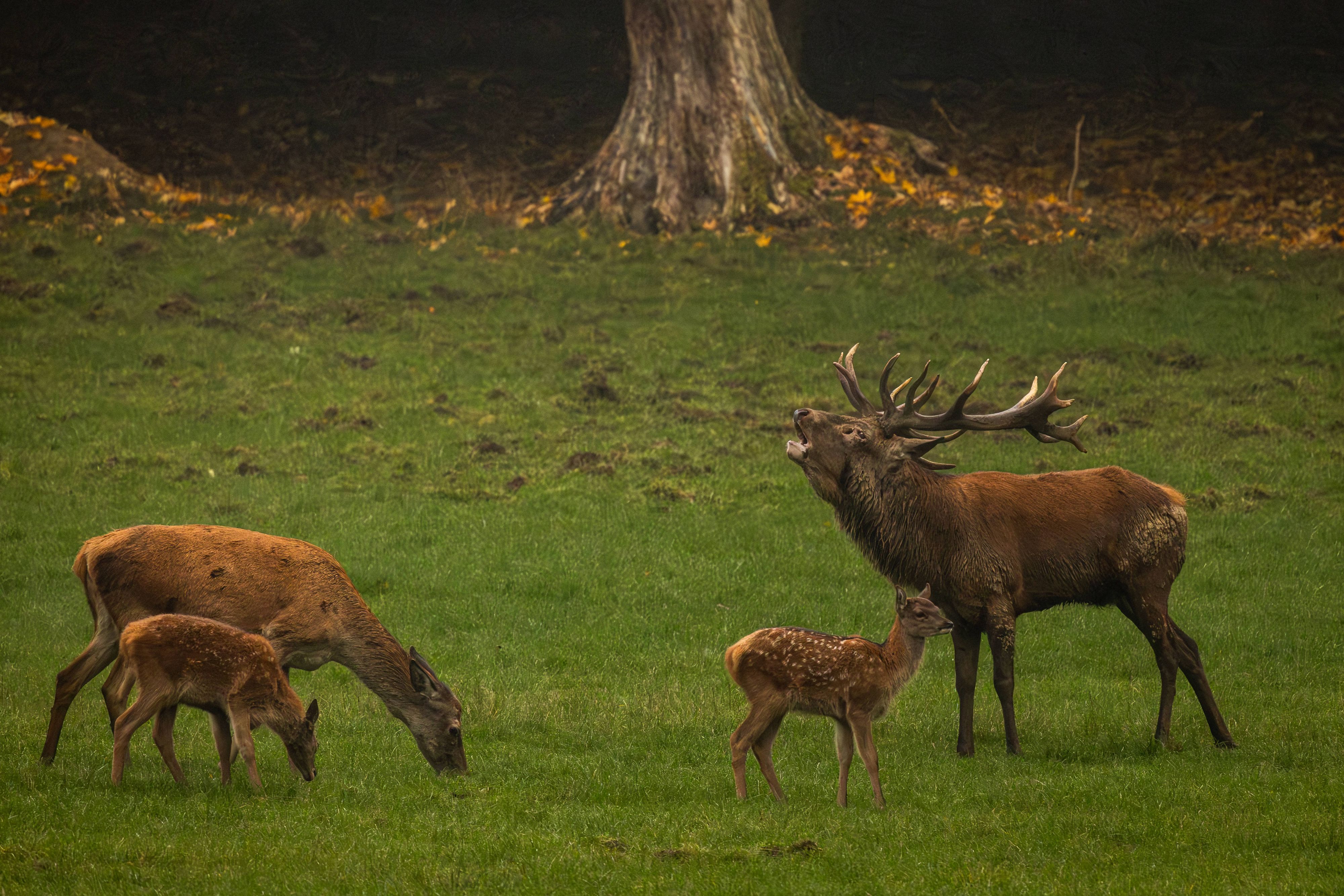 Rotwild bei der Brunft im nordrhein-westfälischen Wildwald Vosswink
