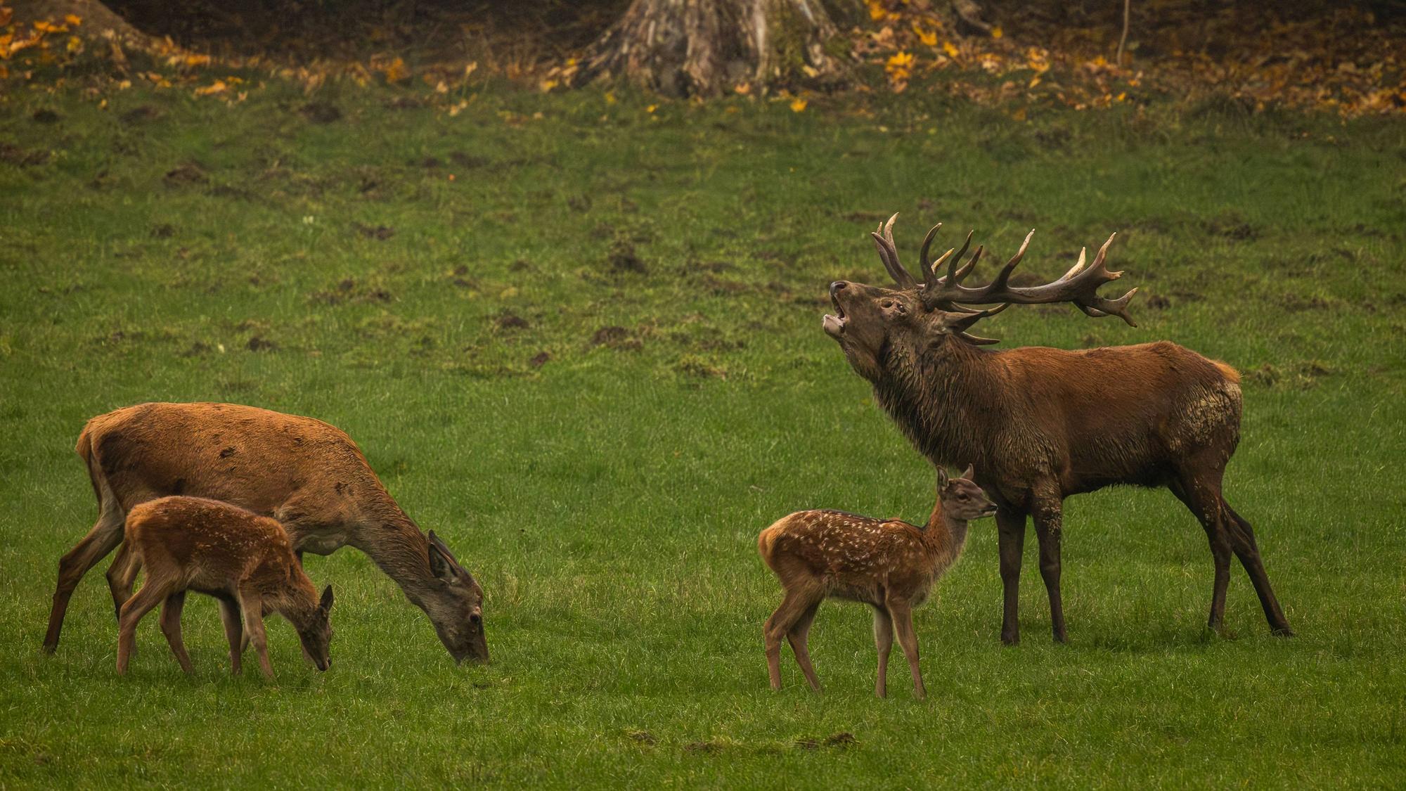 Rotwild bei der Brunft im nordrhein-westfälischen Wildwald Vosswink