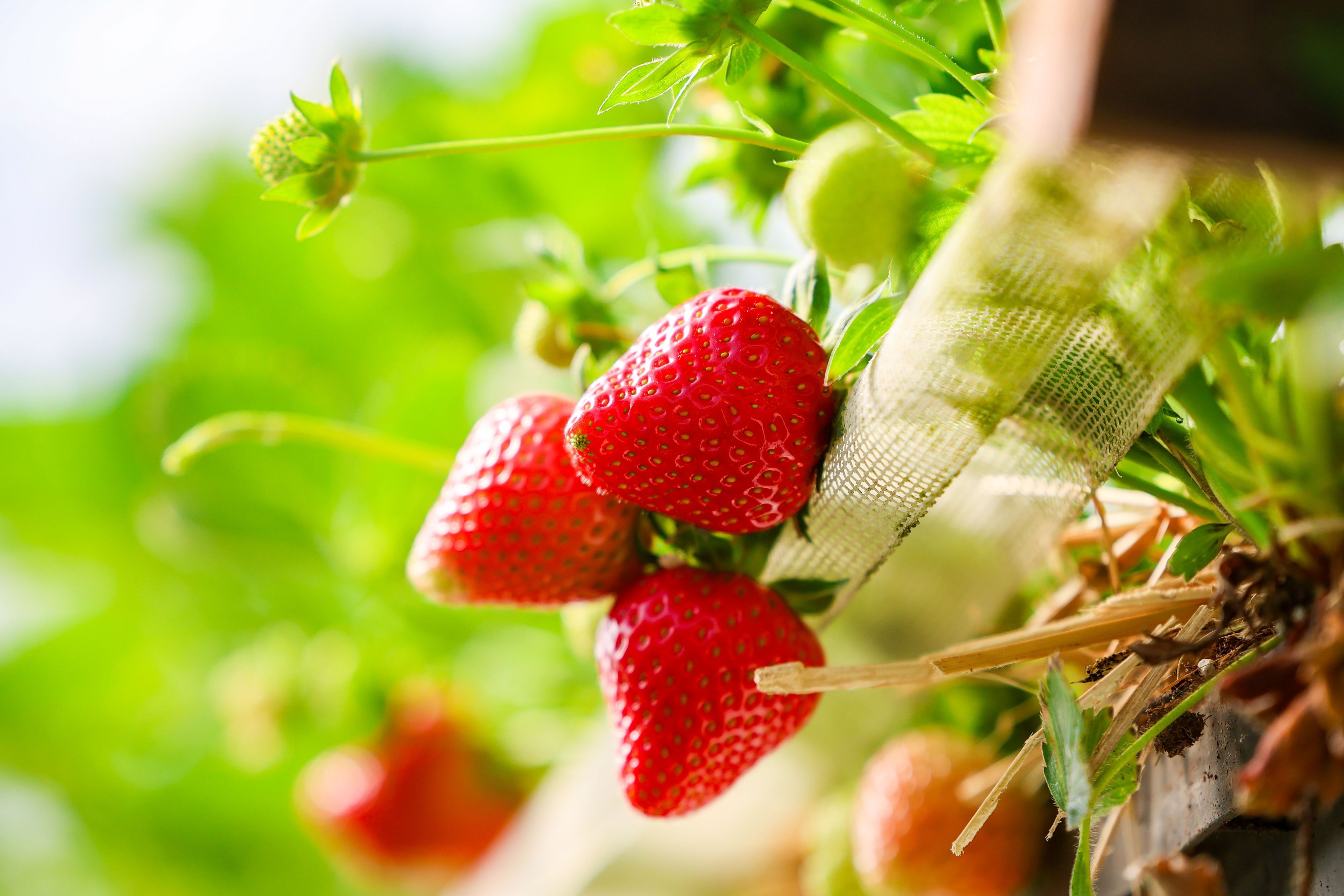 Reife rote Erdbeeren. (Symbolbild)