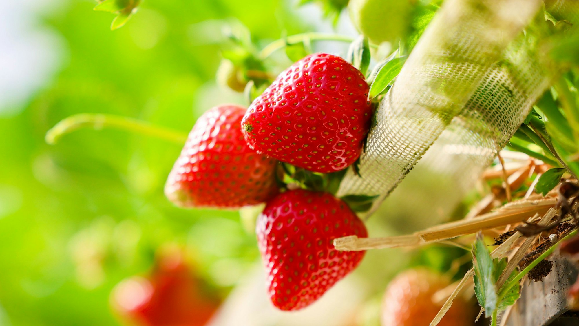 Reife rote Erdbeeren. (Symbolbild)