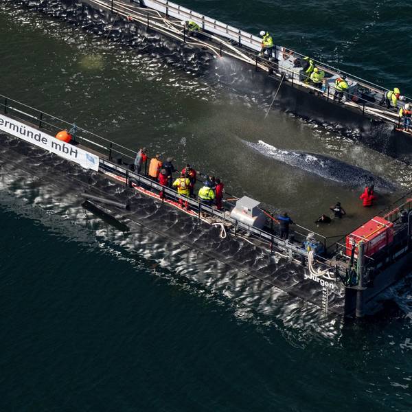 Der in der Ostsee gestrandete Buckelwal ist in dem für seinen Transport vorgesehenen Lastkahn angekommen.