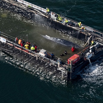 Der in der Ostsee gestrandete Buckelwal ist in dem für seinen Transport vorgesehenen Lastkahn angekommen.