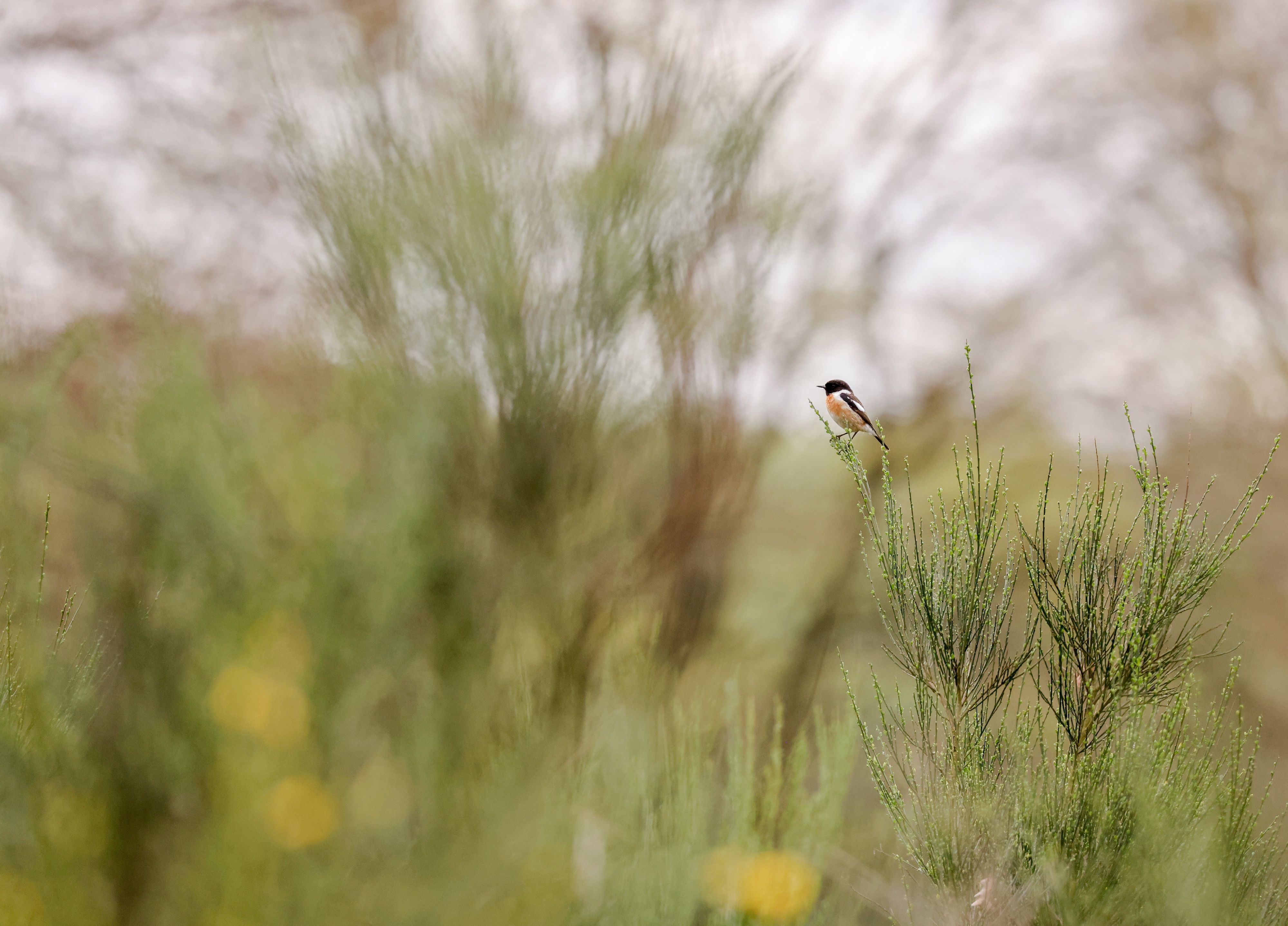 Ein Schwarzkehlchen in der Wahner Heide. (Symbolbild)