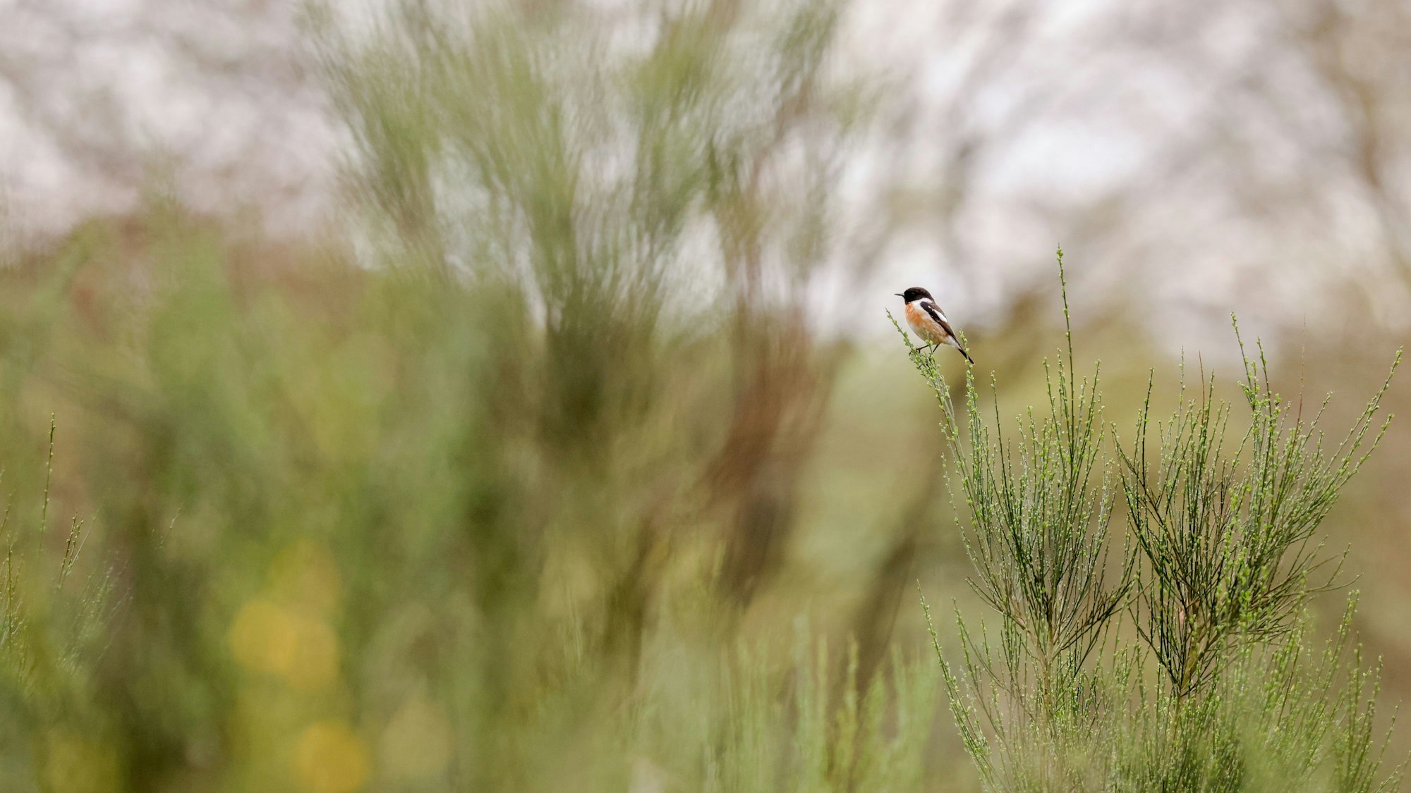 Ein Schwarzkehlchen in der Wahner Heide. (Symbolbild)