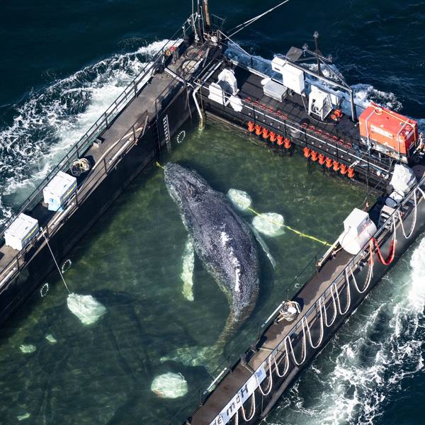 Der Wal liegt am Mittwochmorgen in einem gefluteten Lastschiff kurz vor der dänischen Grenze (Aufnahme aus einem Flugzeug). Der aus einer flachen Bucht vor Wismar geborgene Buckelwal wird in Richtung Nordsee transportiert.