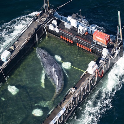 Der Wal liegt am Mittwochmorgen in einem gefluteten Lastschiff kurz vor der dänischen Grenze (Aufnahme aus einem Flugzeug). Der aus einer flachen Bucht vor Wismar geborgene Buckelwal wird in Richtung Nordsee transportiert.