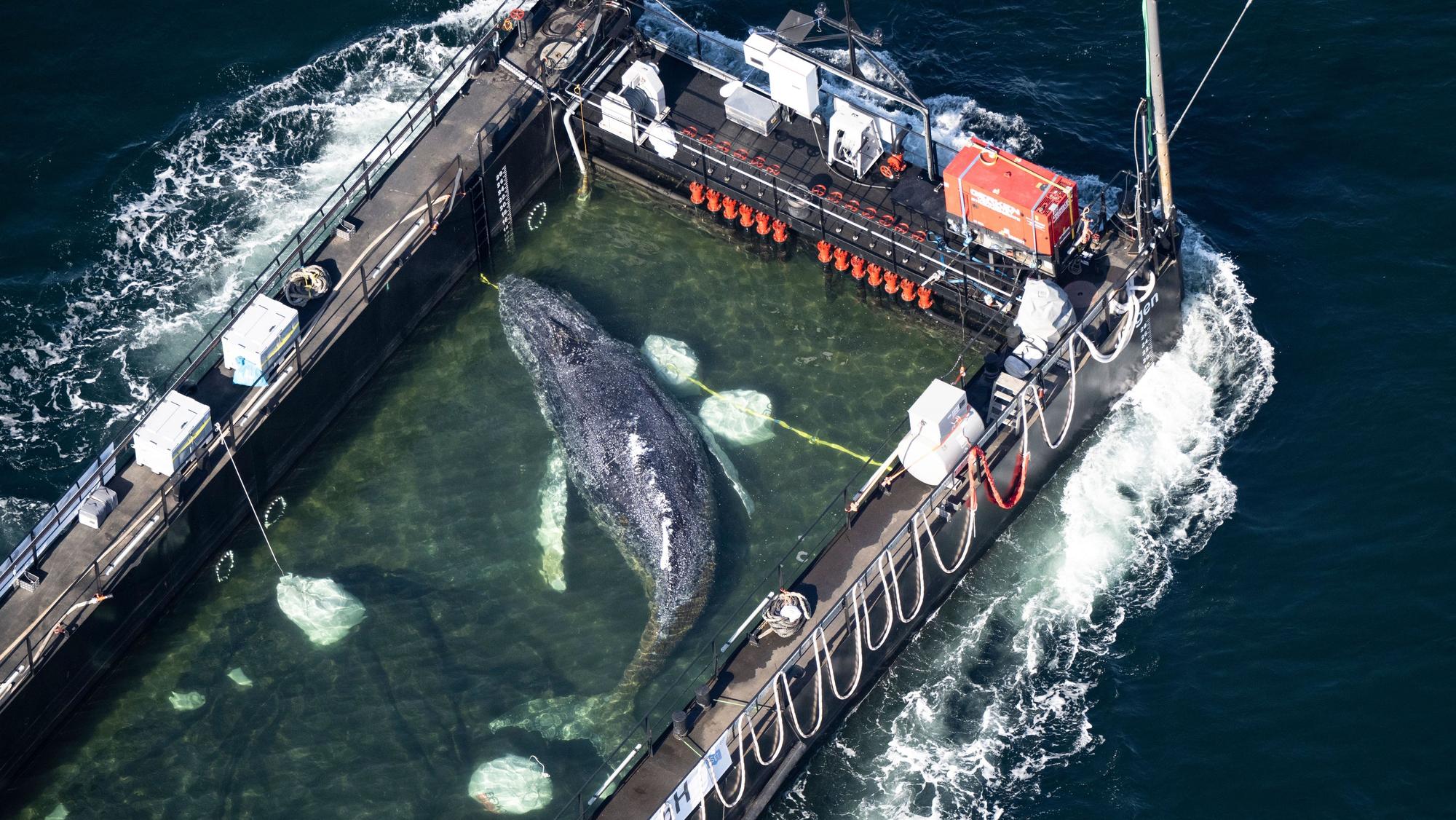 Der Wal liegt am Mittwochmorgen in einem gefluteten Lastschiff kurz vor der dänischen Grenze (Aufnahme aus einem Flugzeug). Der aus einer flachen Bucht vor Wismar geborgene Buckelwal wird in Richtung Nordsee transportiert.