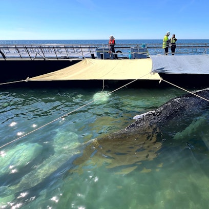 Dieses von der Rettungsinitiative zur Verfügung gestellte Foto zeigt den Buckelwal in einem gefluteten Lastschiff in der Ostsee. Der aus einer flachen Bucht vor Wismar geborgene Buckelwal wird in Richtung Nordsee transportiert.
