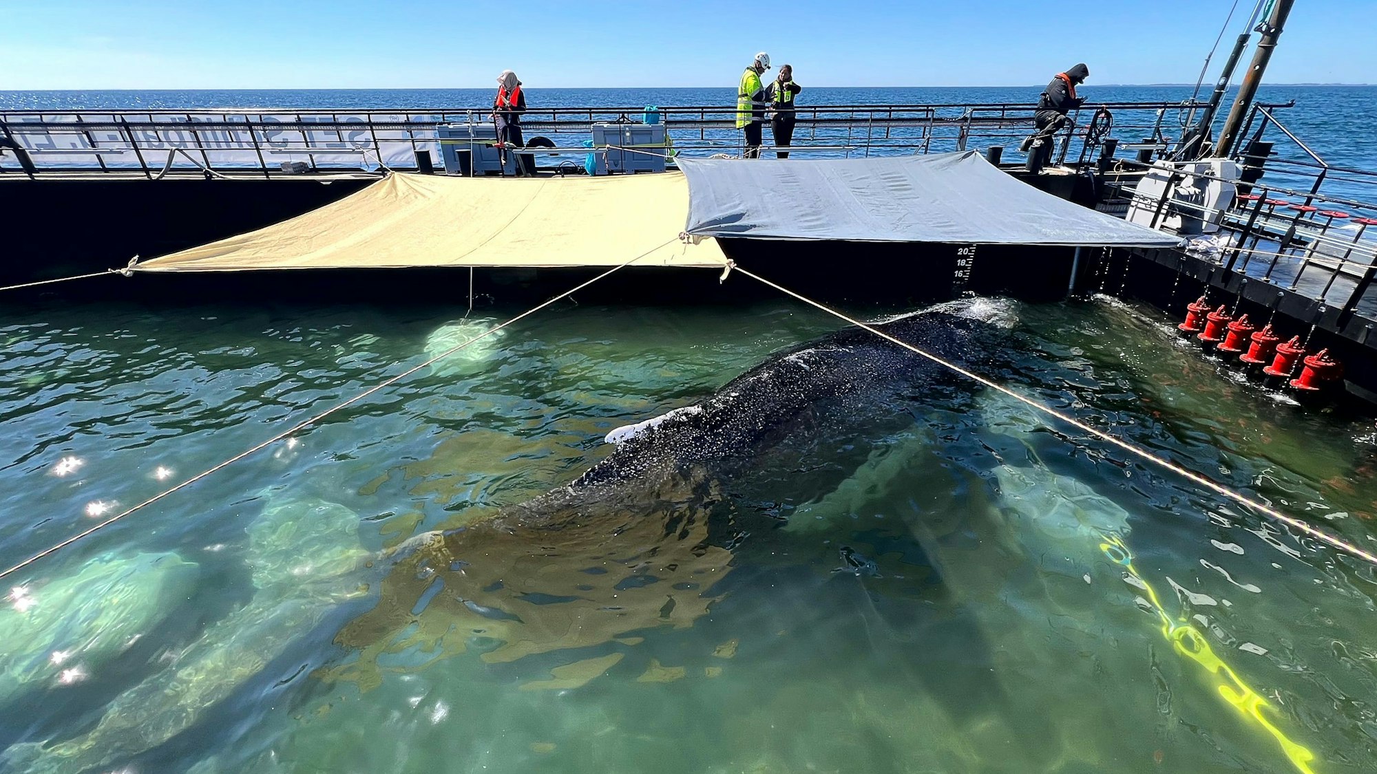 Dieses von der Rettungsinitiative zur Verfügung gestellte Foto zeigt den Buckelwal in einem gefluteten Lastschiff in der Ostsee. Der aus einer flachen Bucht vor Wismar geborgene Buckelwal wird in Richtung Nordsee transportiert.