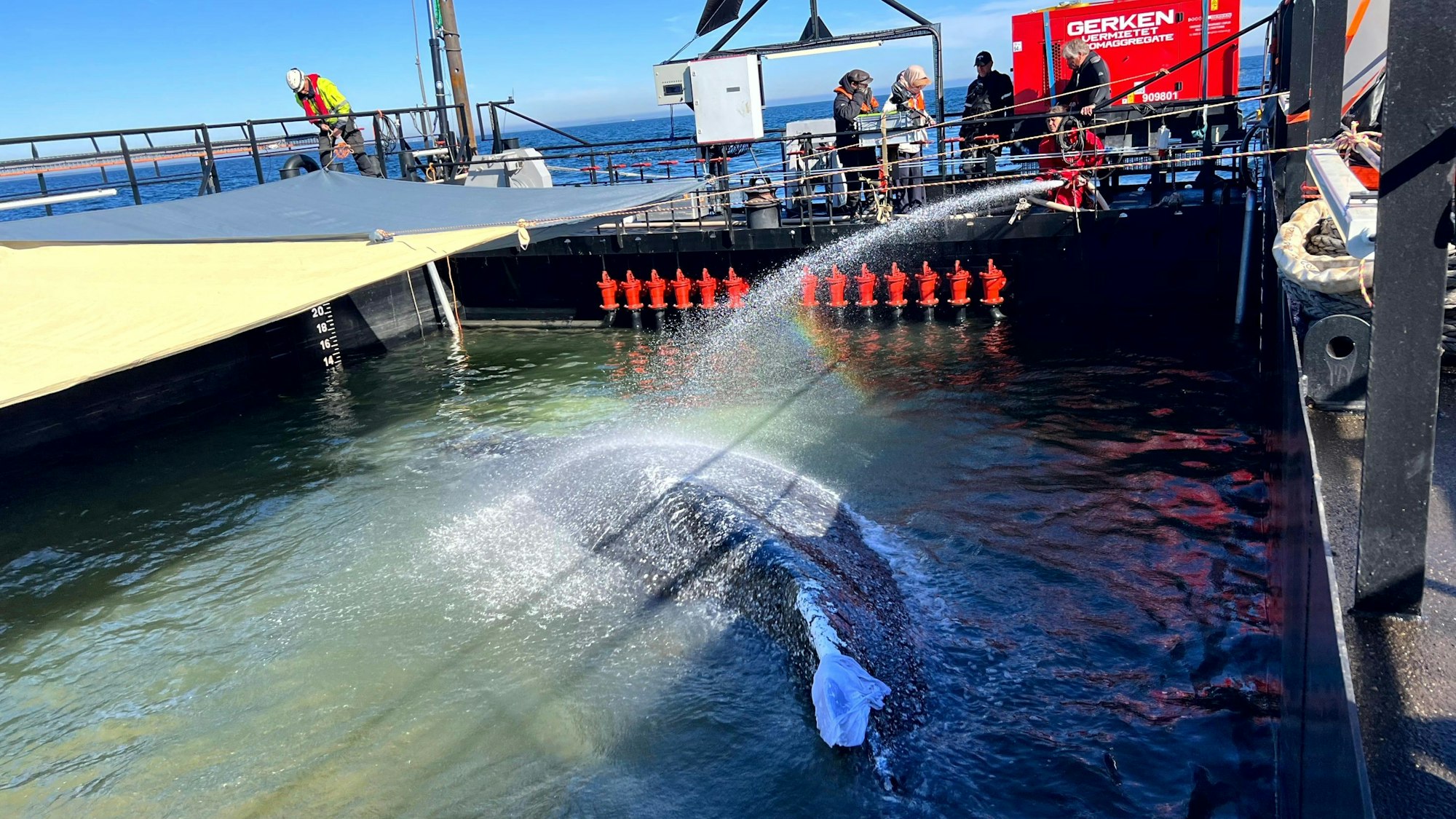 Dieses von der Rettungsinitiative zur Verfügung gestellte Foto zeigt den Buckelwal in einem gefluteten Lastschiff auf See.