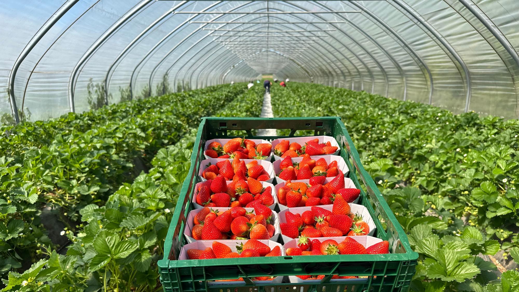 Blick in einen Folientunnel mit frisch geernteten Erdbeeren.