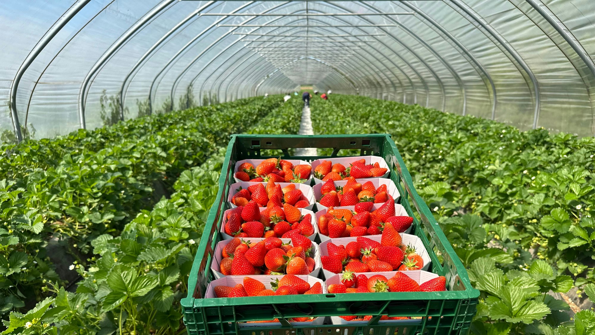 Blick in einen Folientunnel mit frisch geernteten Erdbeeren.