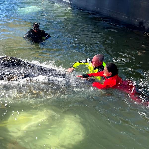 Dieses von der Rettungsinitiative zur Verfügung gestellte Foto zeigt Helfer beim Buckelwal in einem gefluteten Lastschiff auf See in der vergangenen Woche.