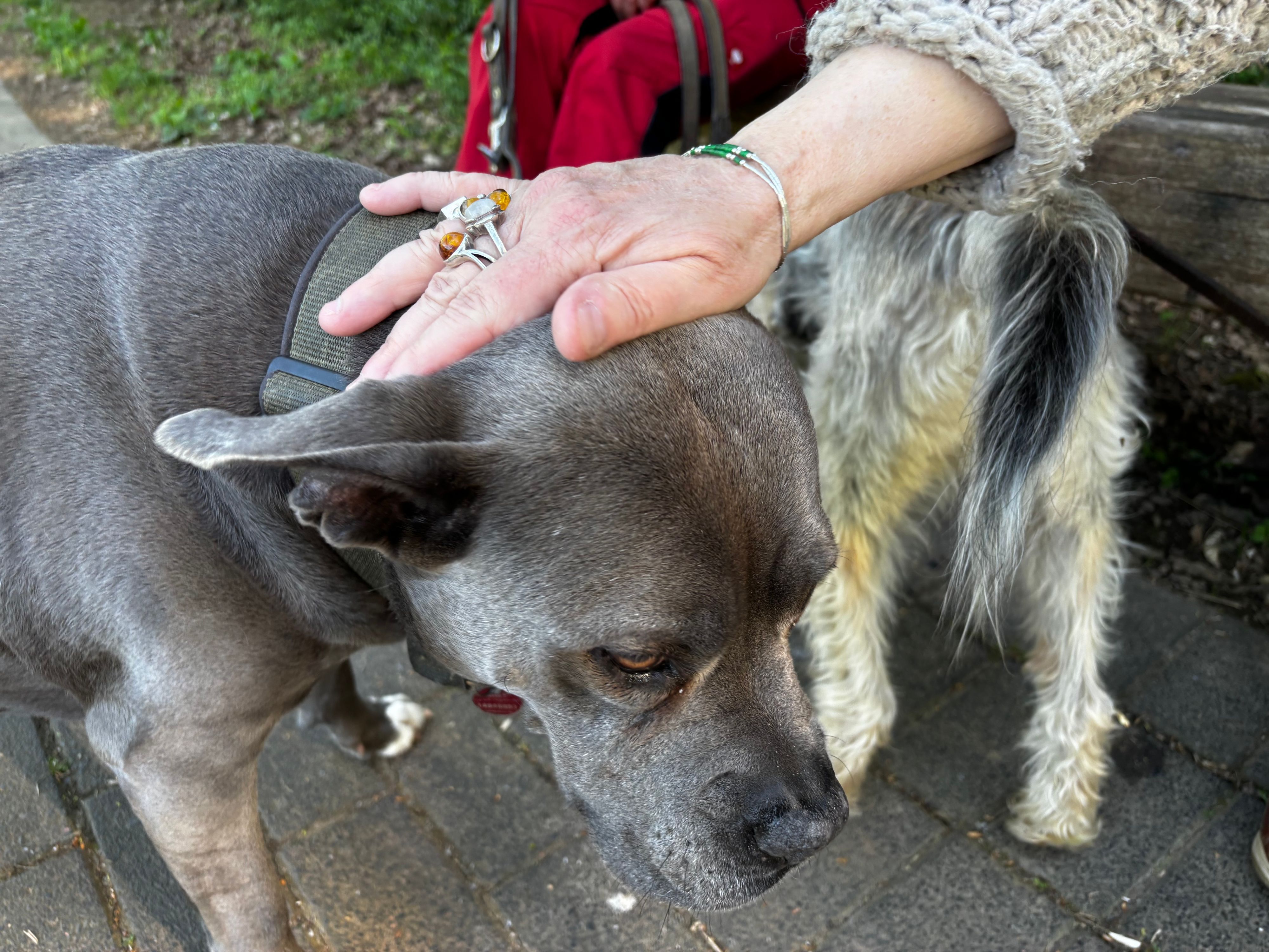 Man sieht eine Hand, die einen Hund streichelt.